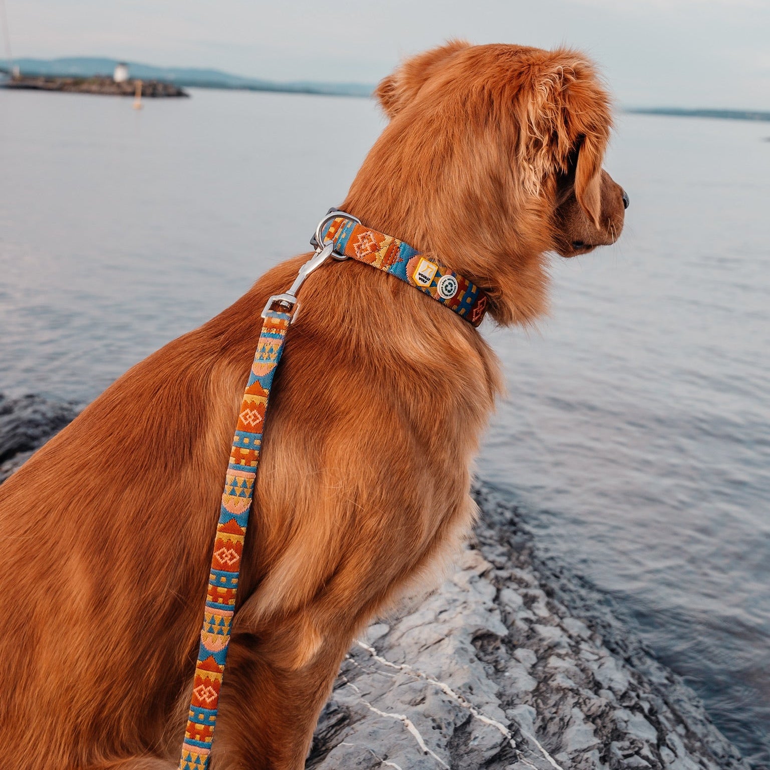 Nightless Night Dog Collar - Afbeelding 6