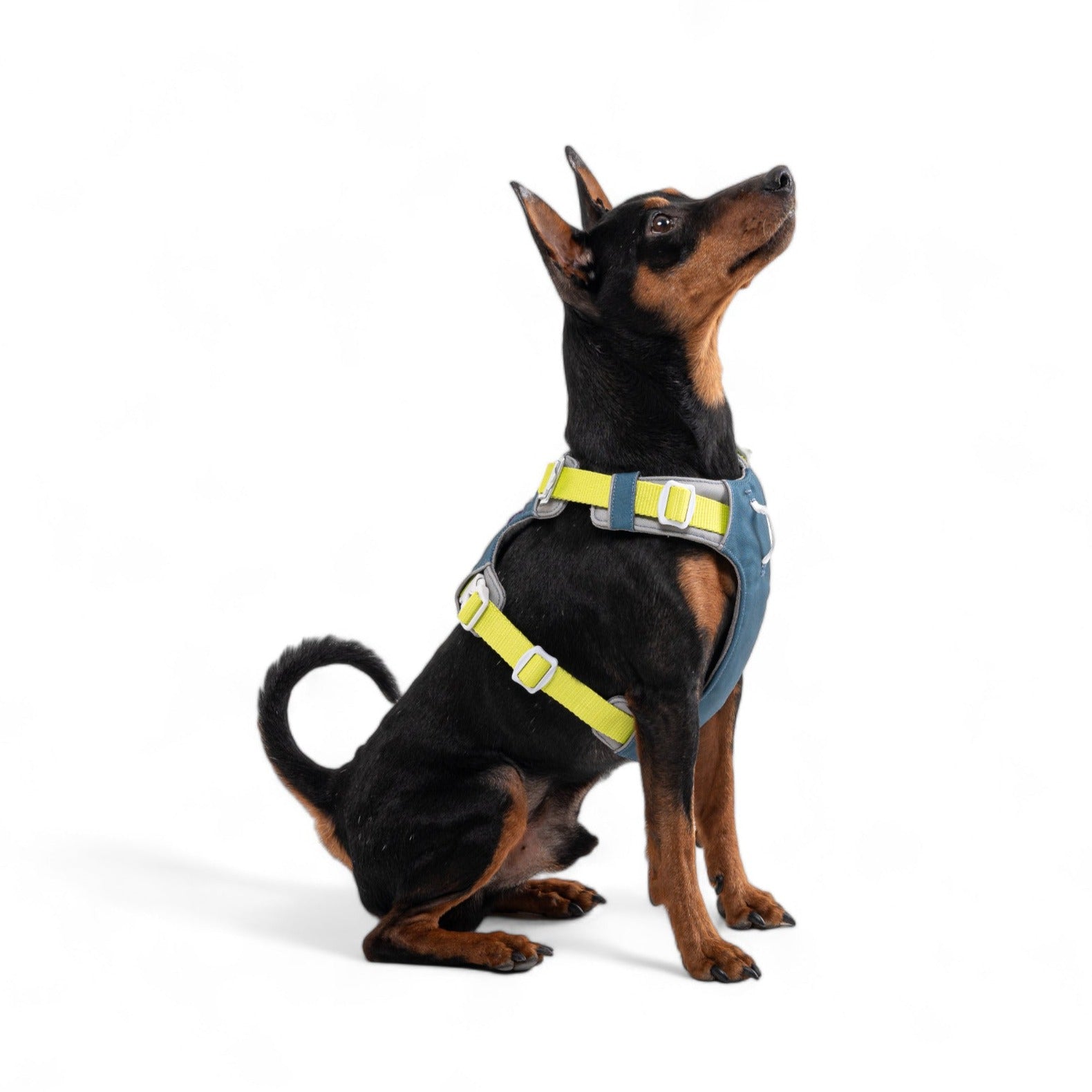 Alpha 360 Dog Harness Deep Teal - Afbeelding 10