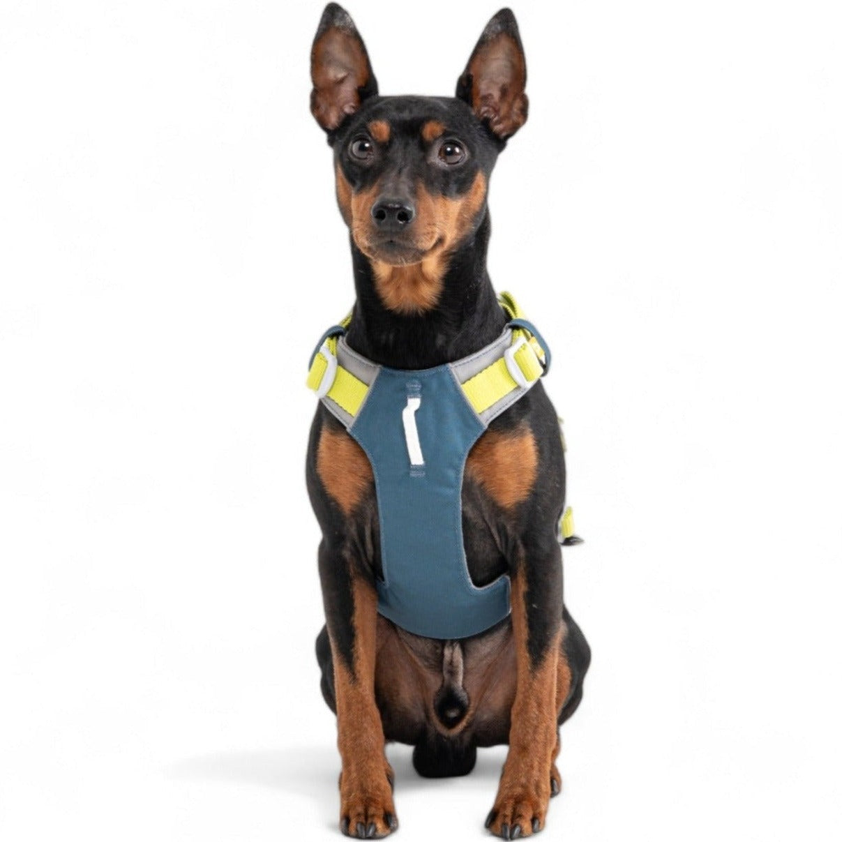 Alpha 360 Dog Harness Deep Teal - Afbeelding 4