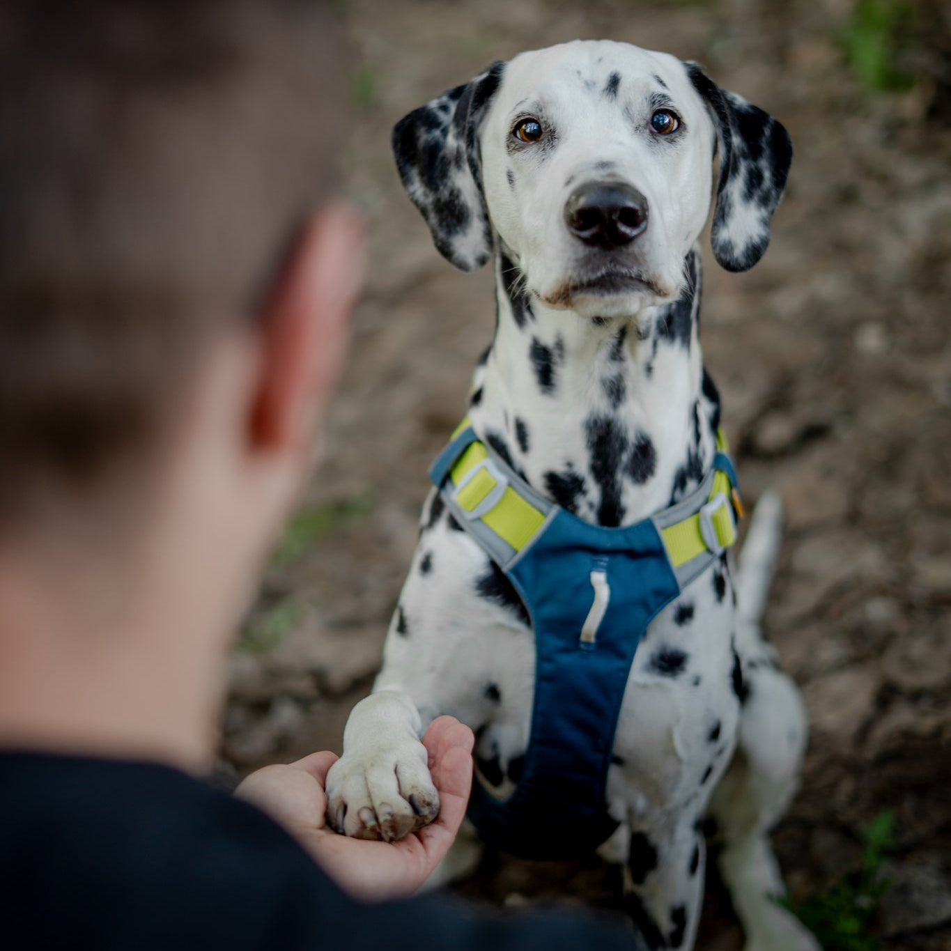 Alpha 360 Dog Harness Deep Teal - Afbeelding 2