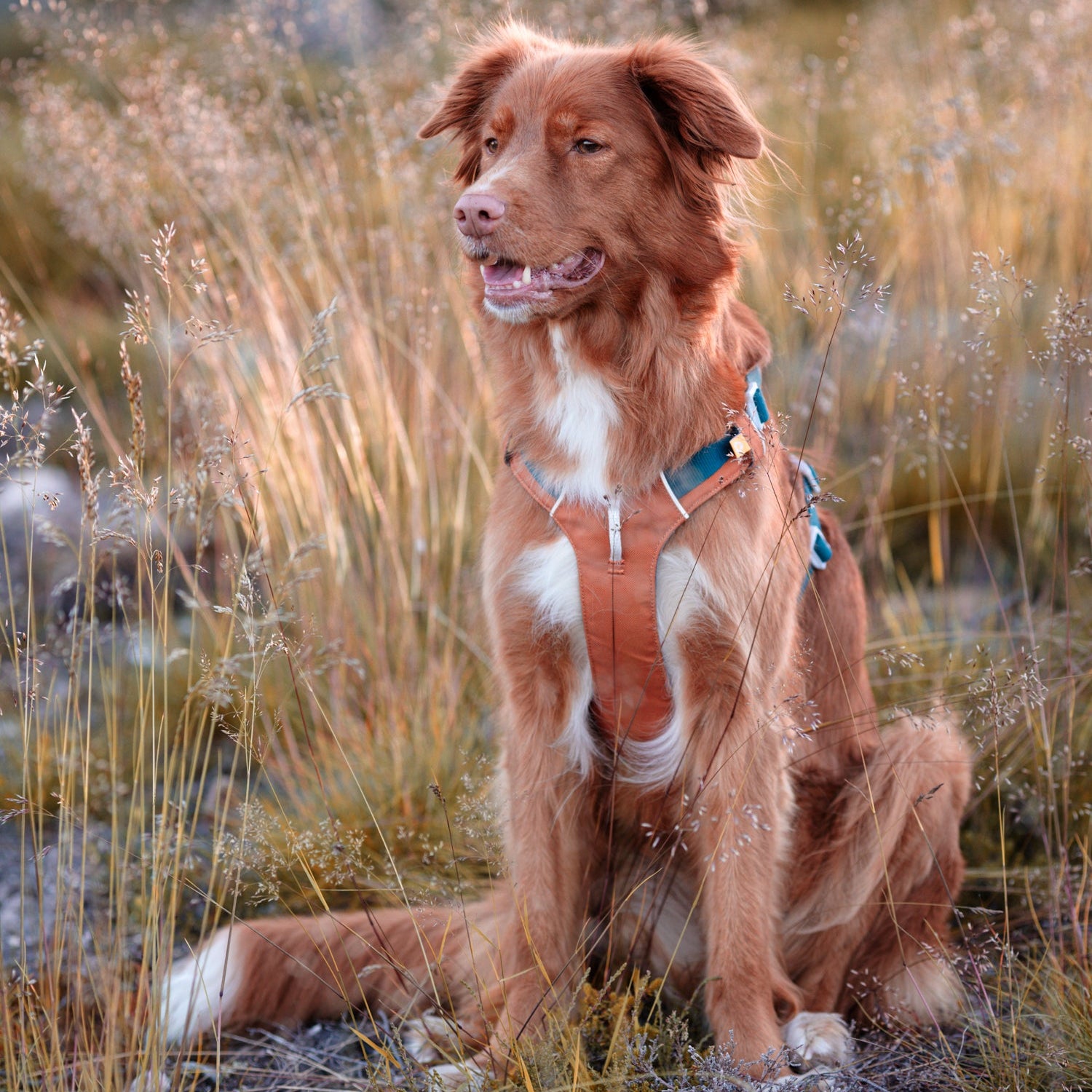 Alpha 360 Dog Harness Terracotta Mix - Afbeelding 9