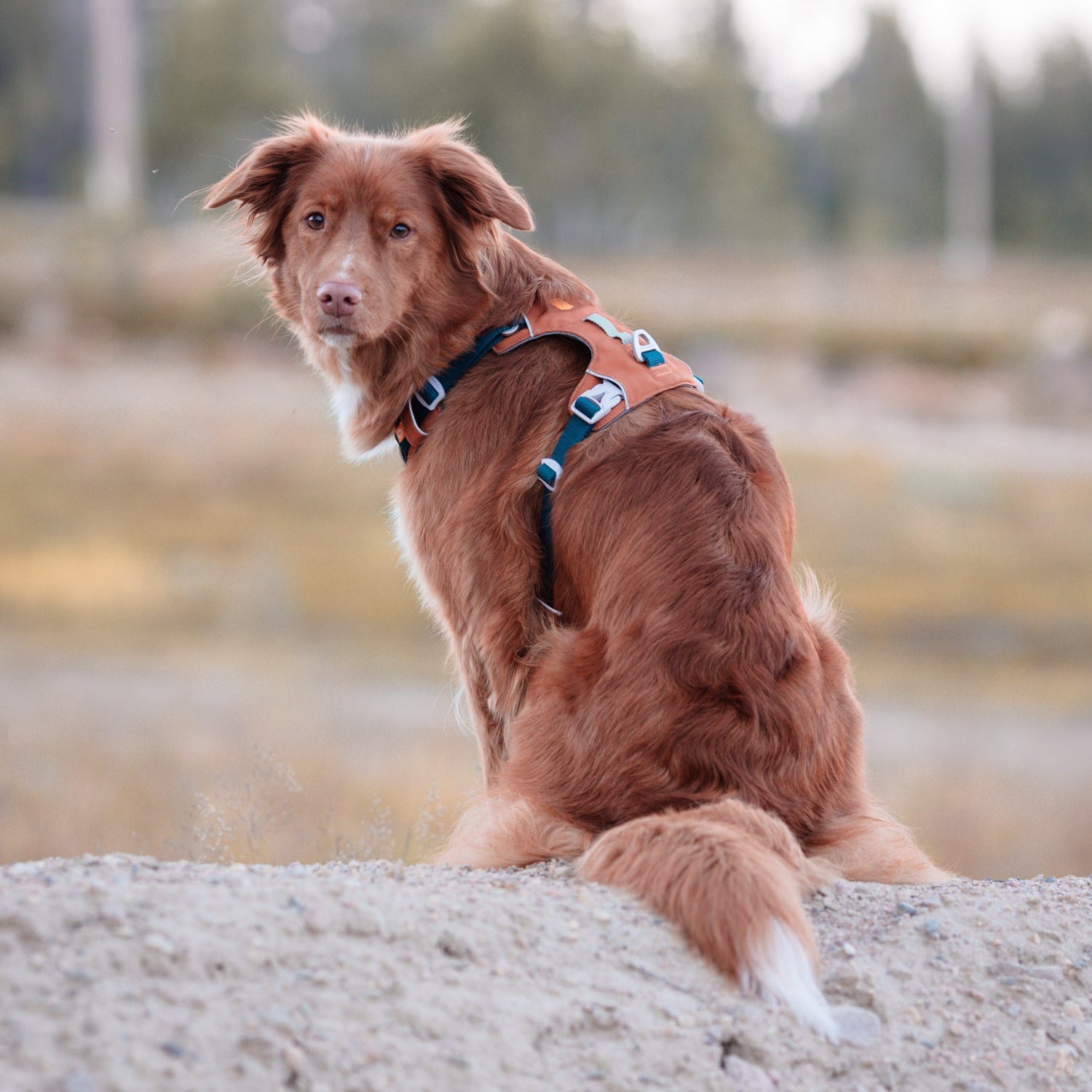 Alpha 360 Dog Harness Terracotta Mix - Afbeelding 7