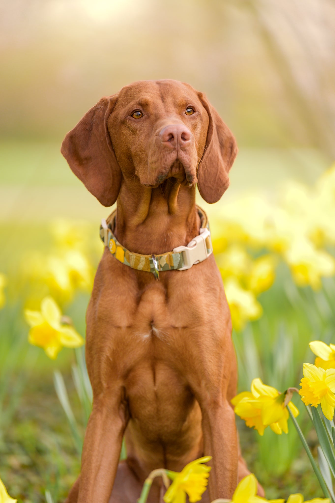 Cloudbeam dog-Collar - Afbeelding 2