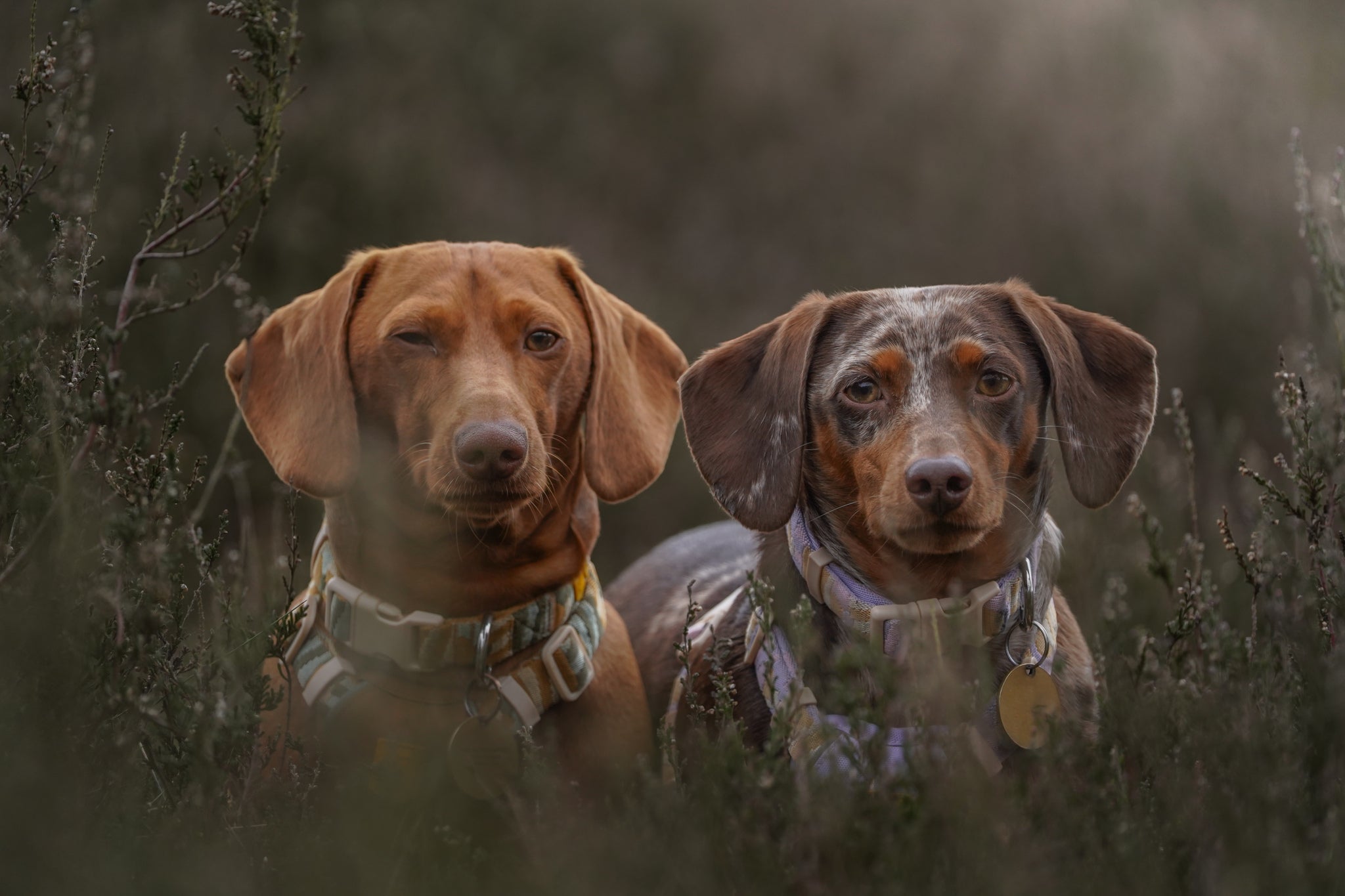 Cloudbeam dog-Collar - Afbeelding 4