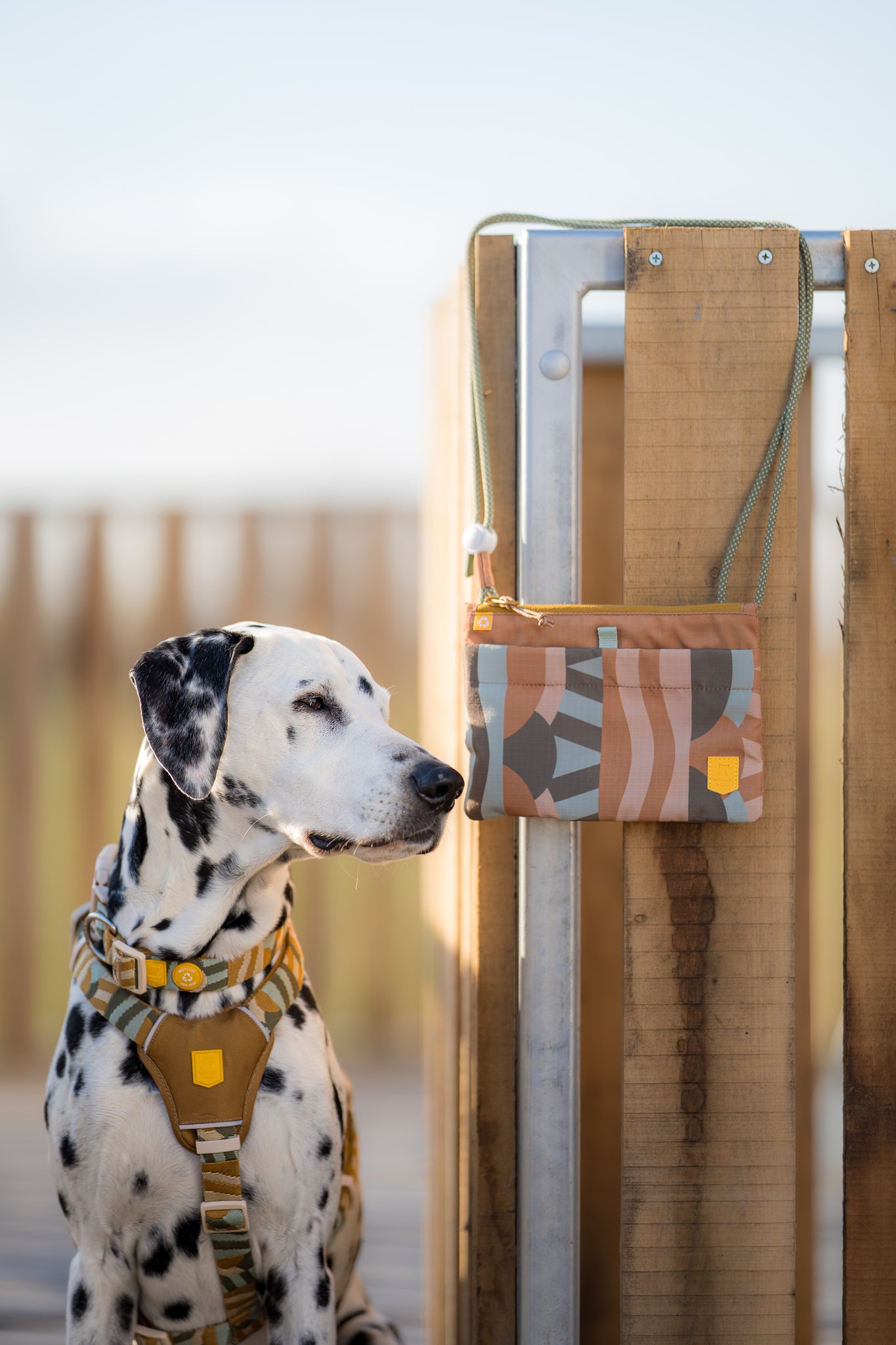 Cloudbeam dog-Collar - Afbeelding 5