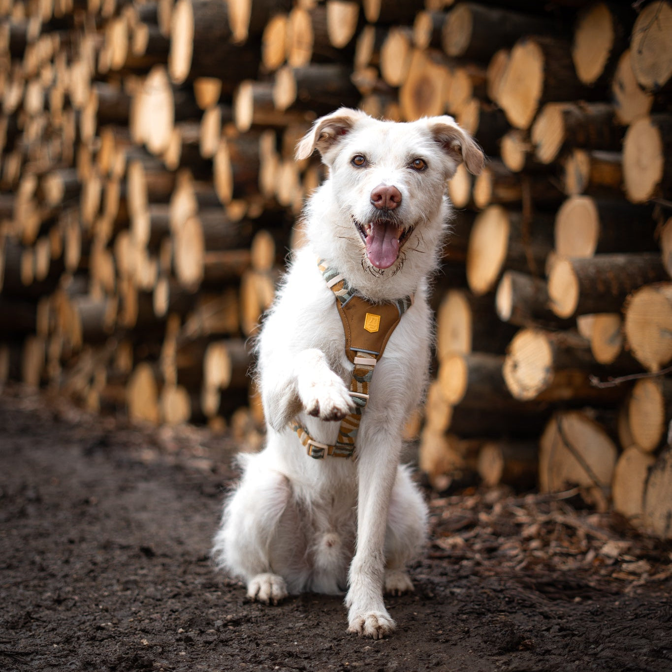 Cloudbeam Dog Harness - Afbeelding 9