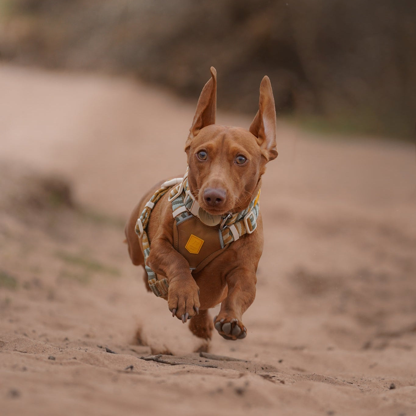 Cloudbeam Dog Harness - Afbeelding 4