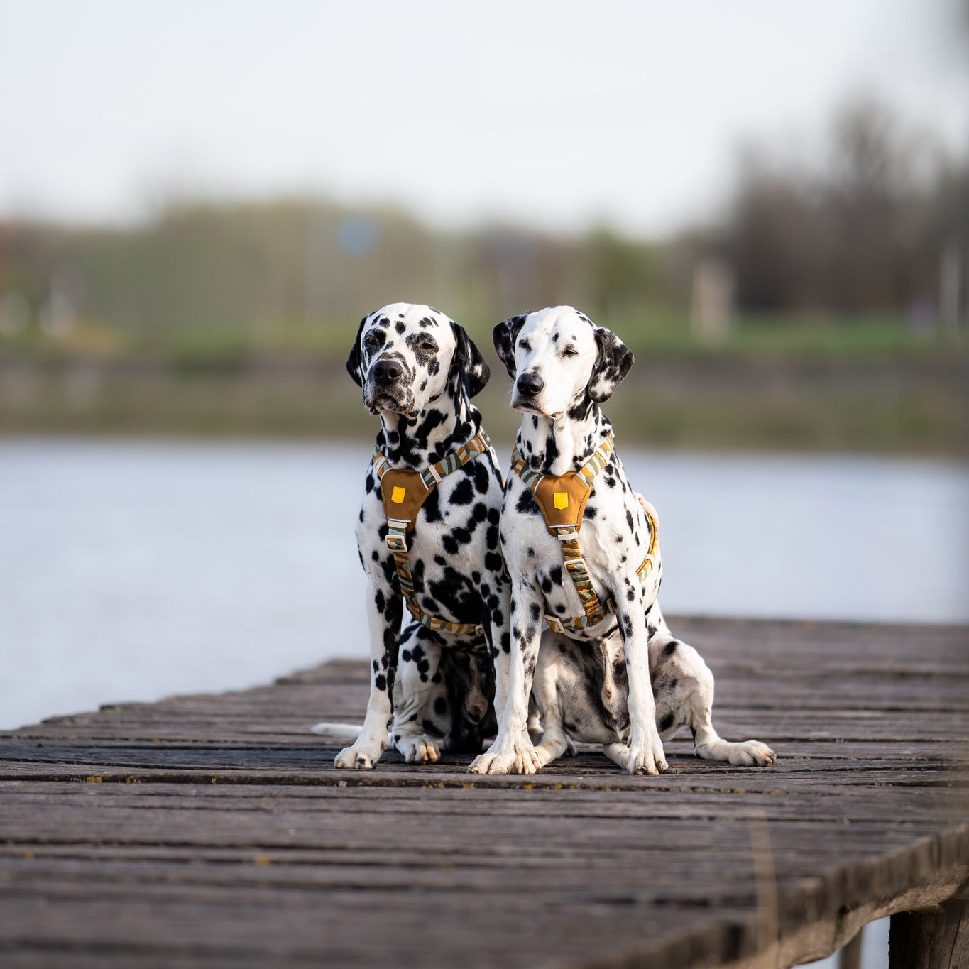 Cloudbeam Dog Harness - Afbeelding 6