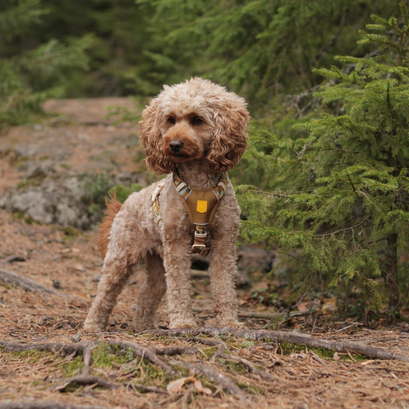 Cloudbeam Dog Harness - Afbeelding 8