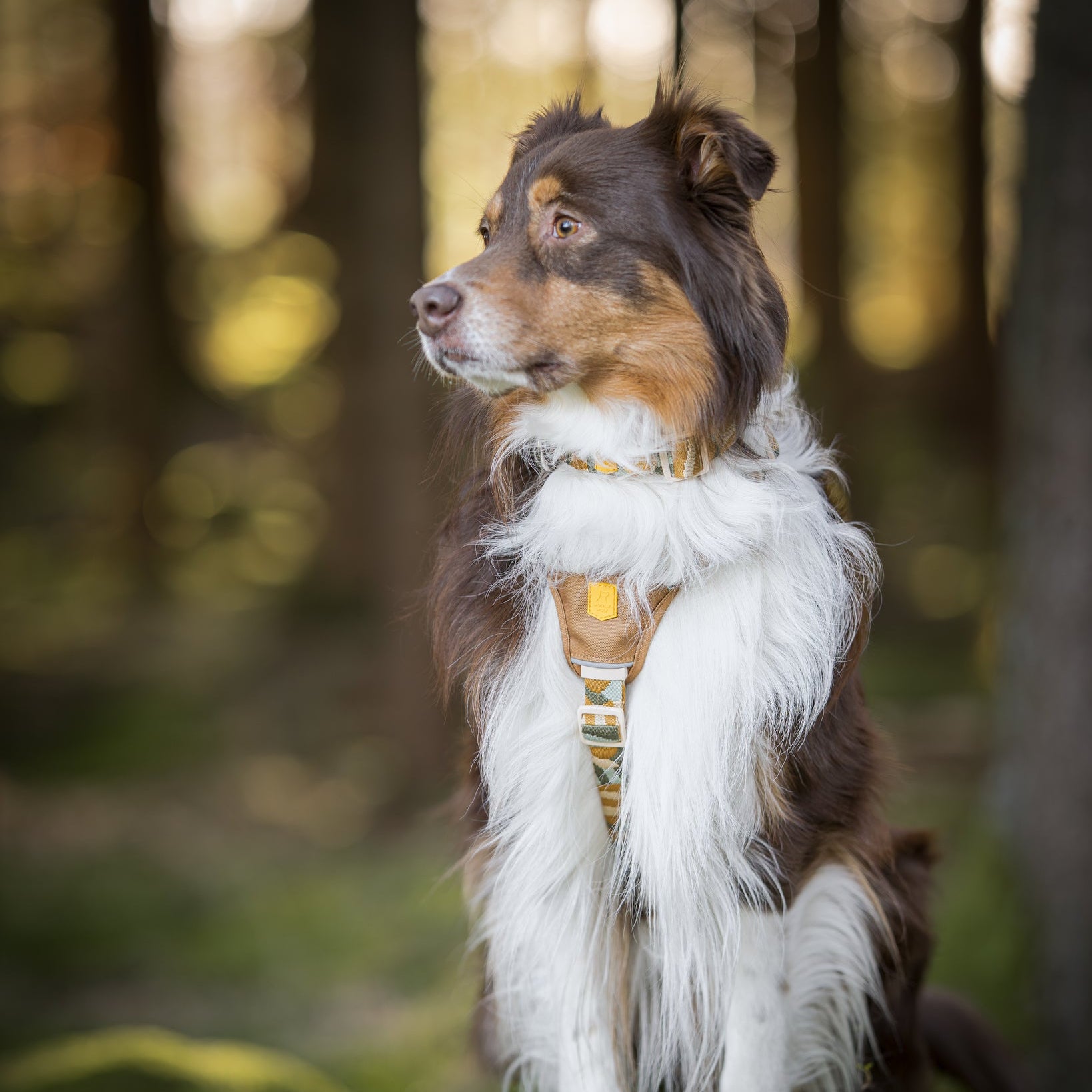 Cloudbeam Dog Harness - Afbeelding 13