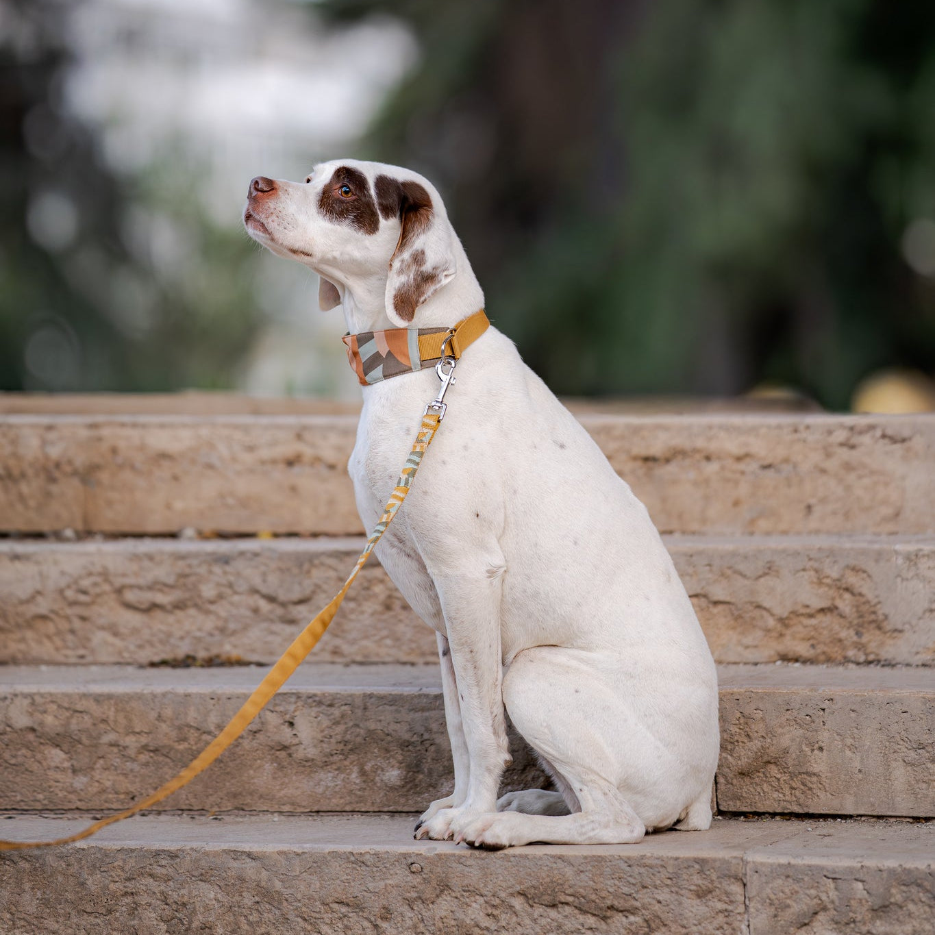 Cloudbeam Soft Martingale Collar - Afbeelding 4