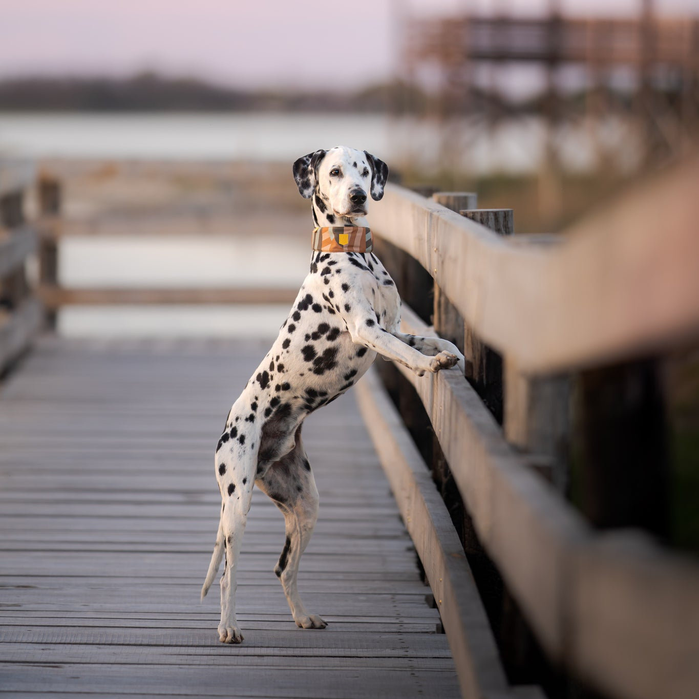 Cloudbeam Soft Martingale Collar - Afbeelding 6