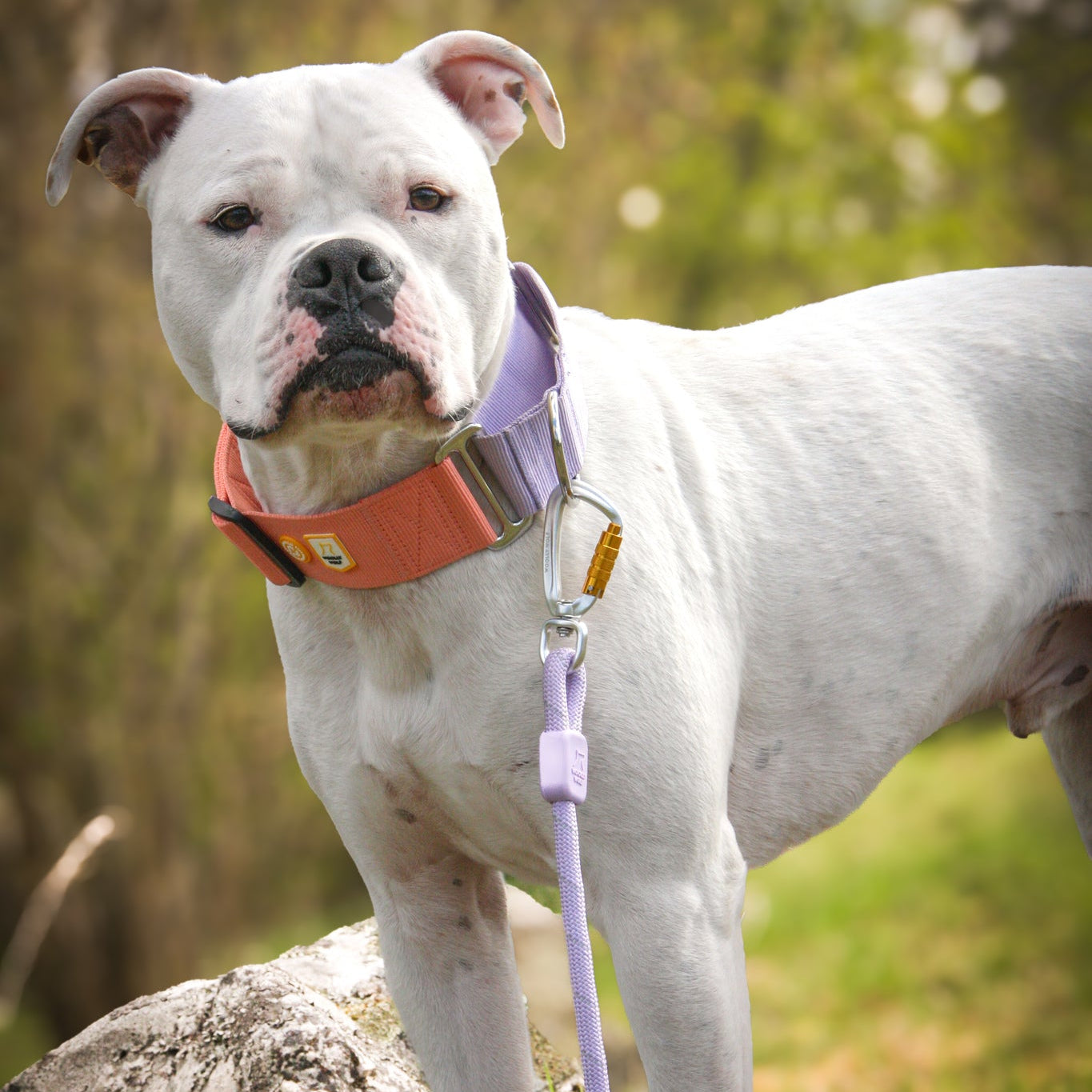 Color Block Martingale Dog Collar Salmon Pink - Afbeelding 7