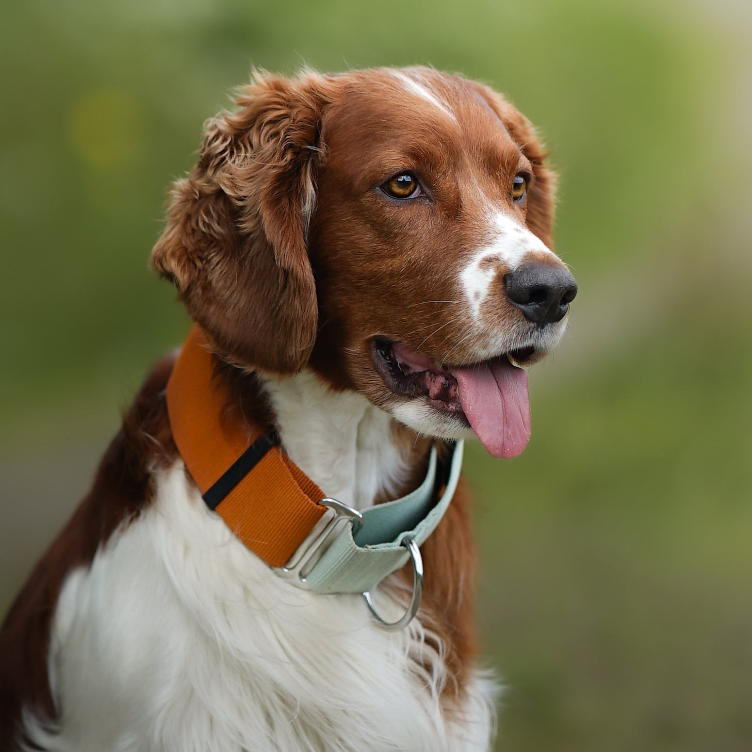 Color Block Martingale Dog Collar Terracotta Mix - Afbeelding 2