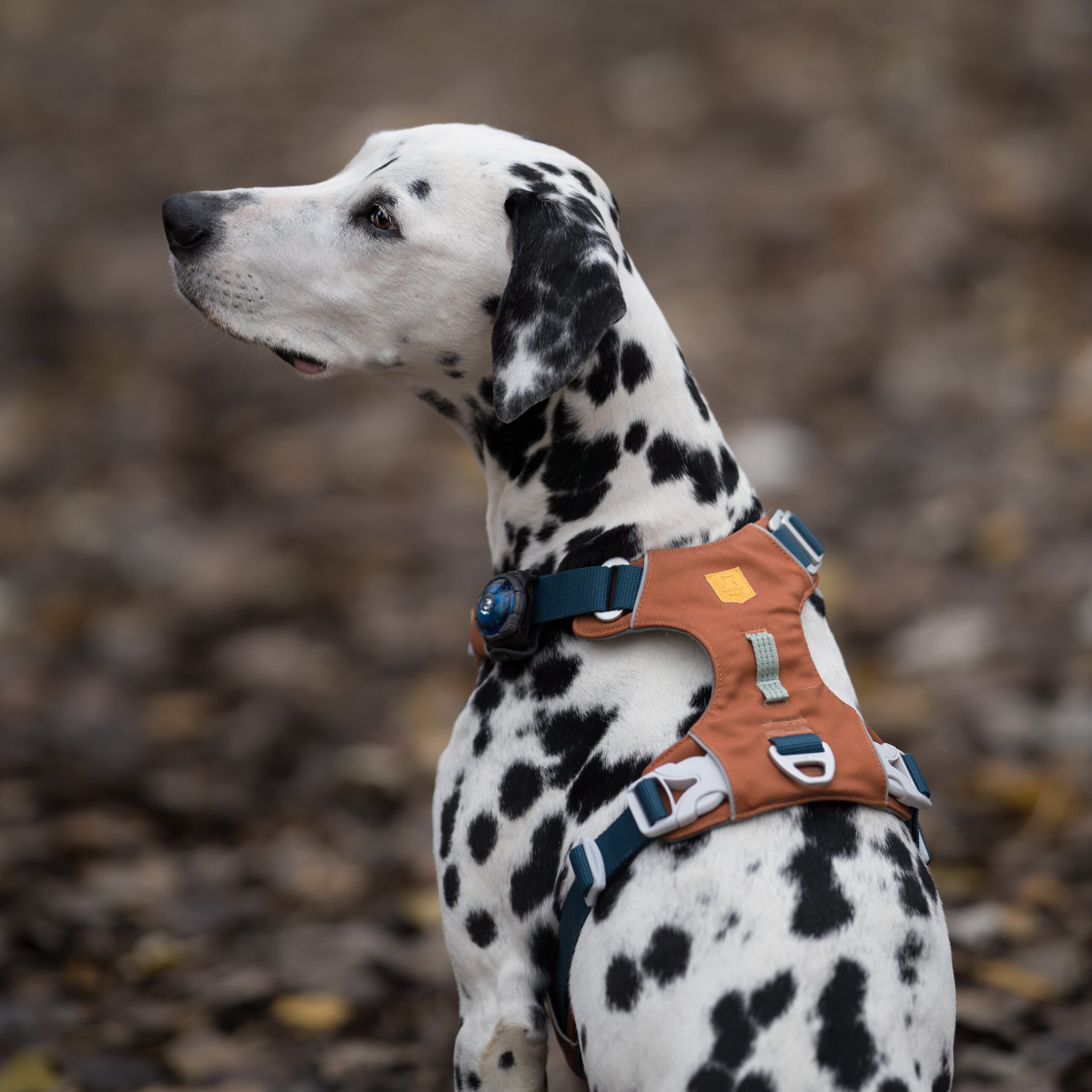 Alpha 360 Dog Harness Terracotta Mix - Afbeelding 8