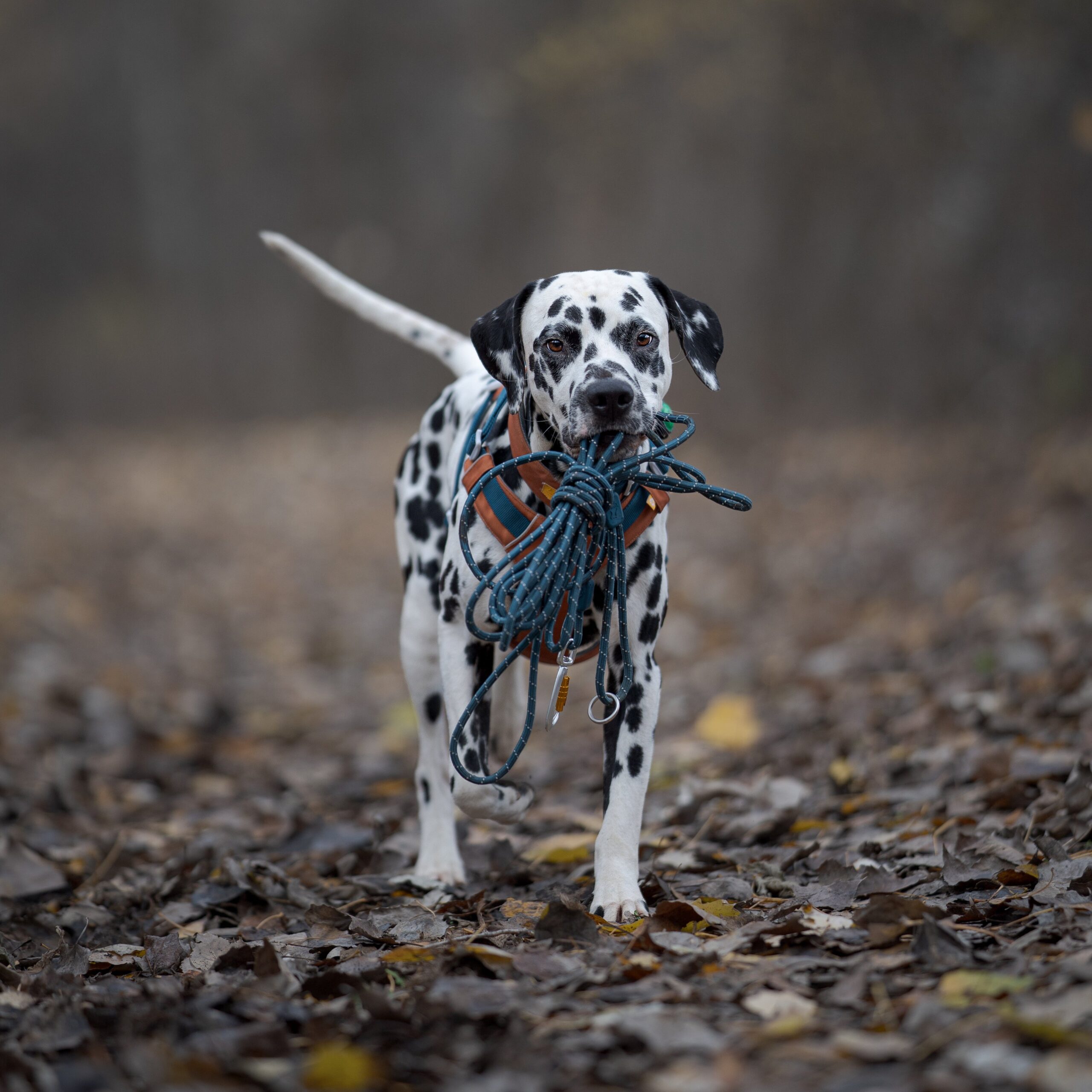 Long Rope Dog Leash Deep Teal - Afbeelding 2