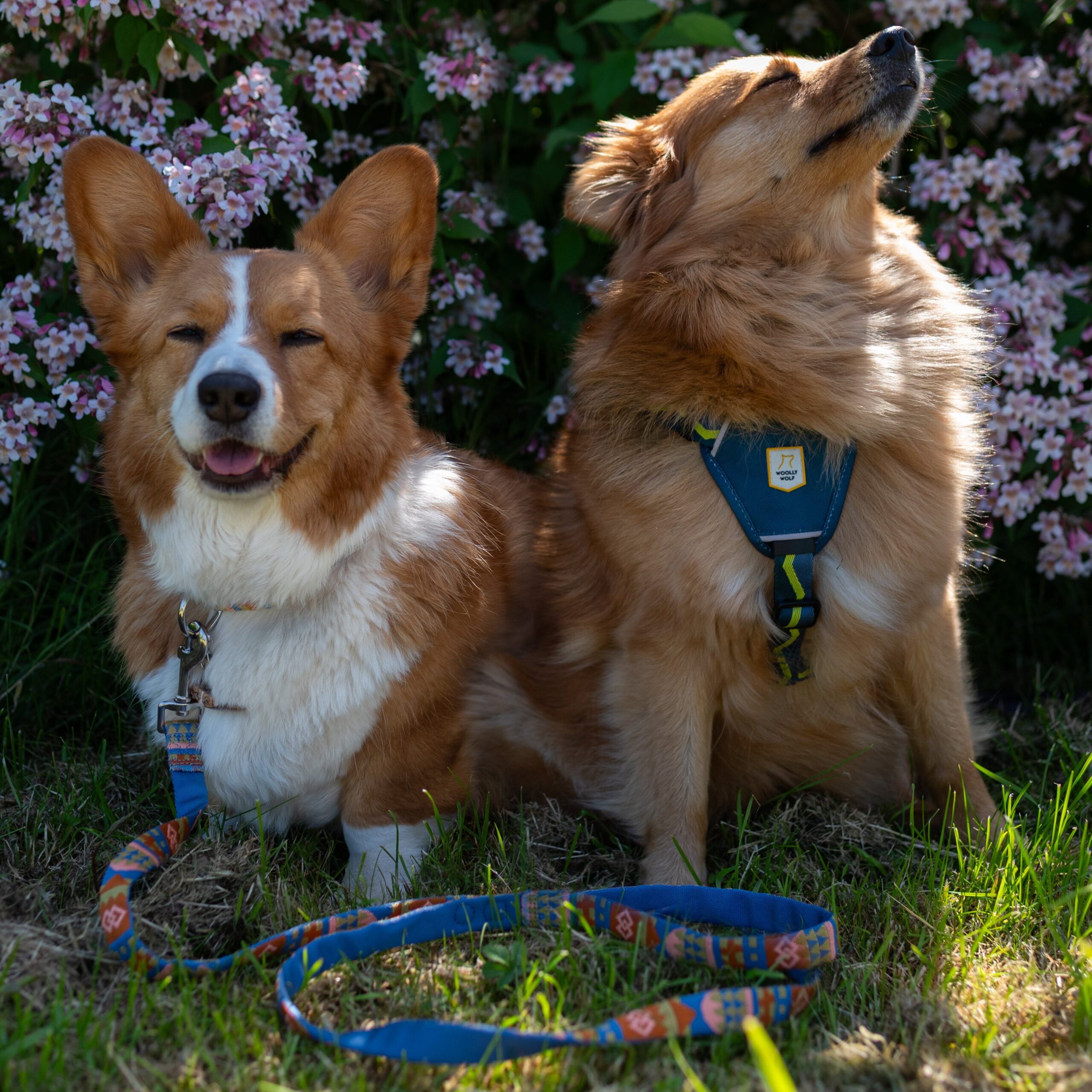 Horizon Dog Harness - Afbeelding 6
