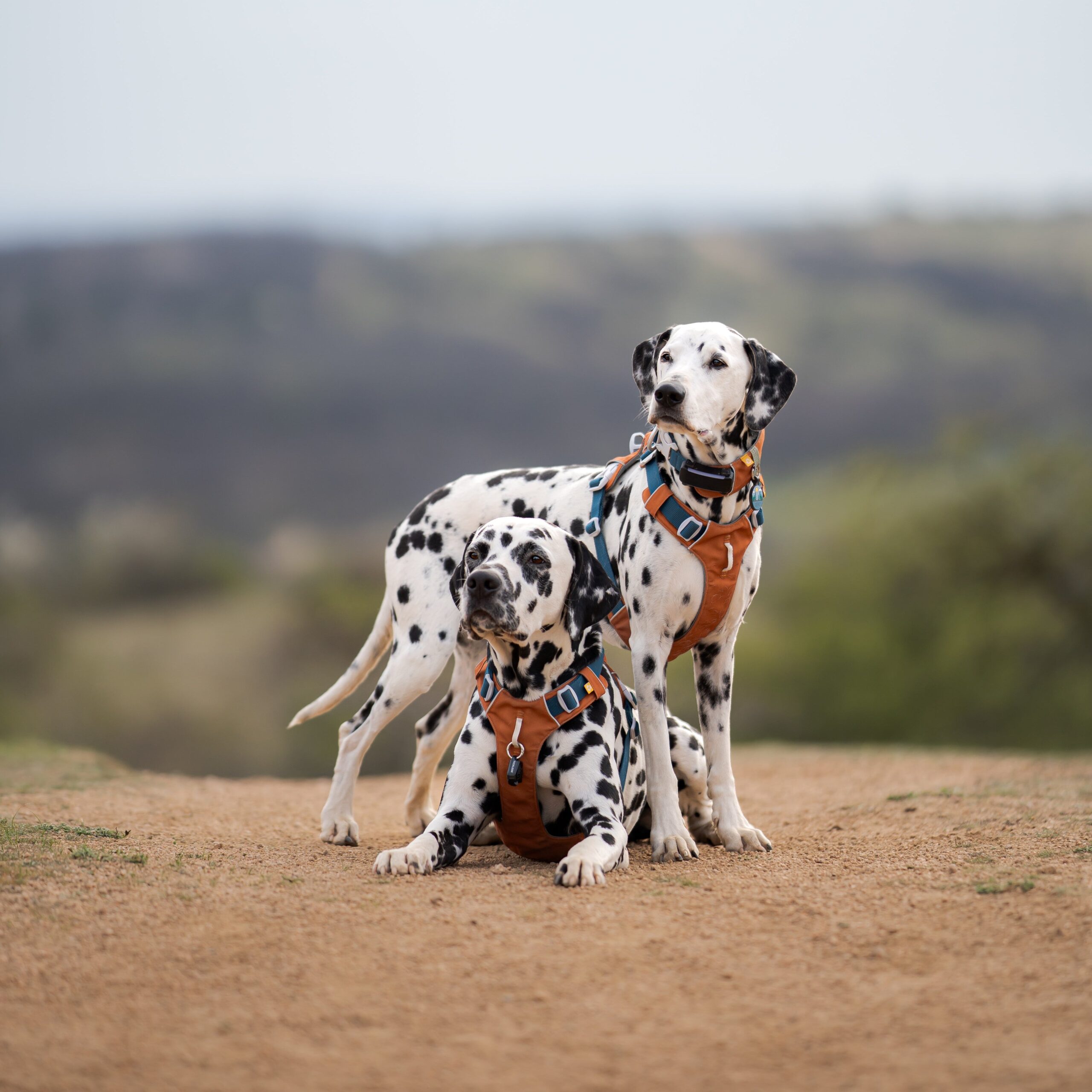 Alpha 360 Dog Harness Terracotta Mix - Afbeelding 2
