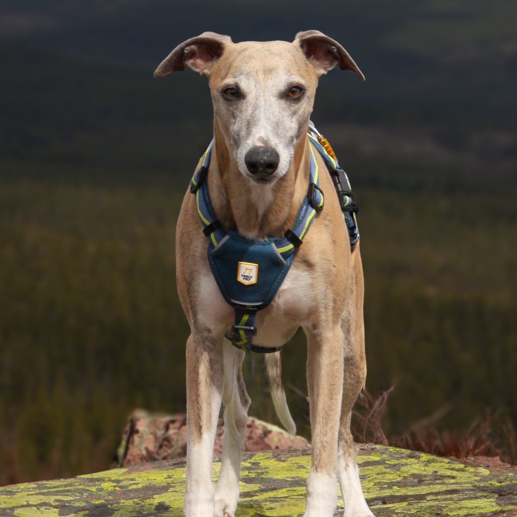 Horizon Dog Harness - Afbeelding 7