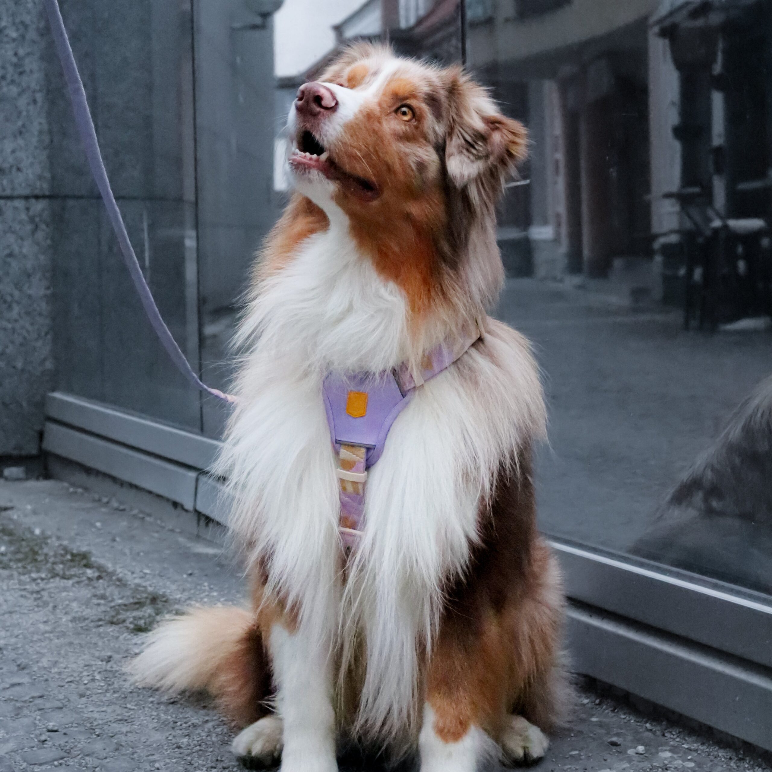 Sunshower Dog Harness - Afbeelding 14