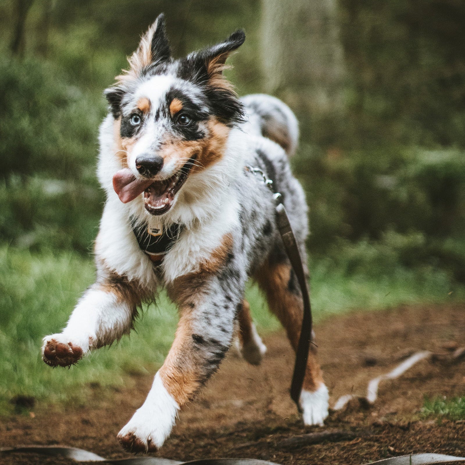 Sea To Summit Dog Harness - Afbeelding 6