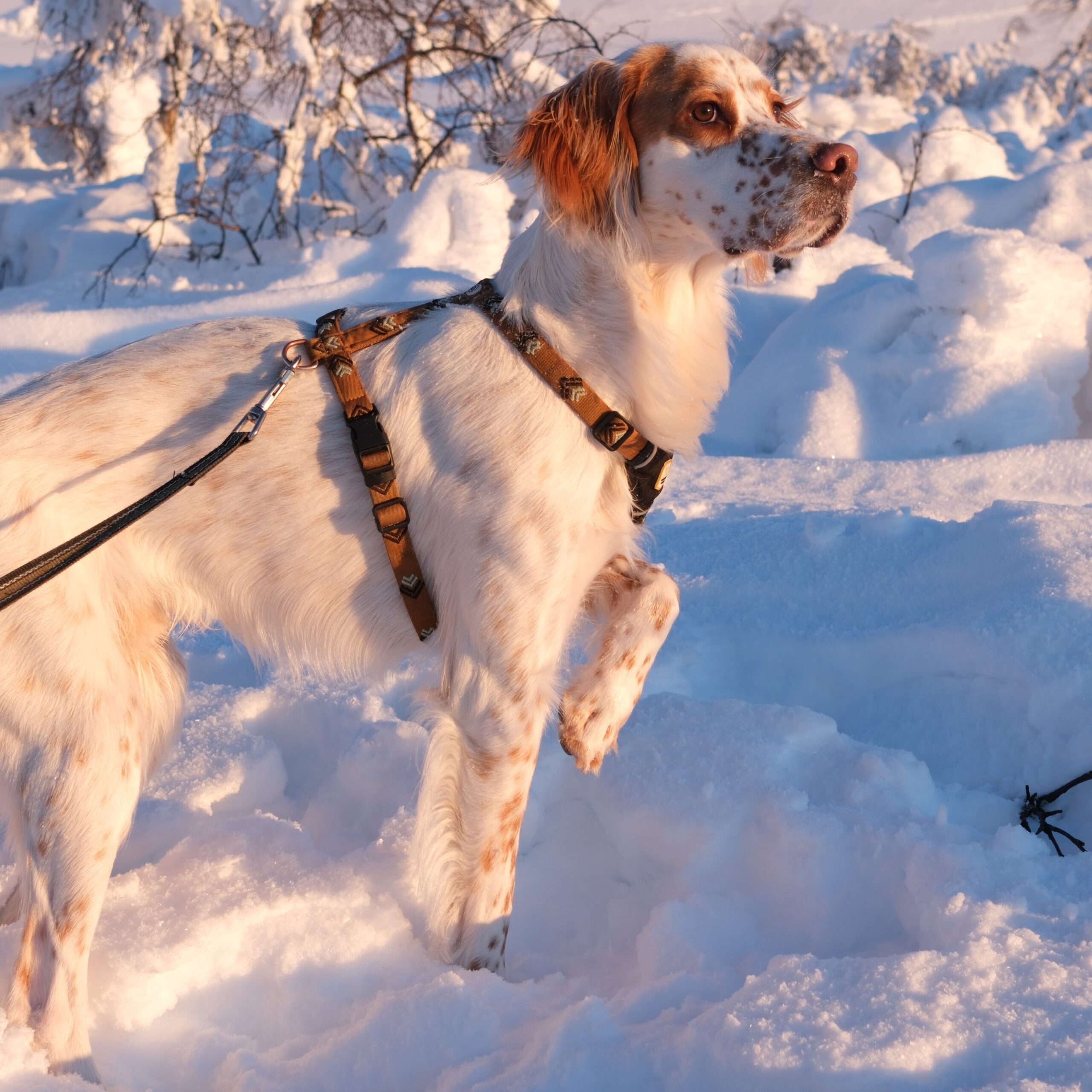 Sea To Summit Dog Harness - Afbeelding 8