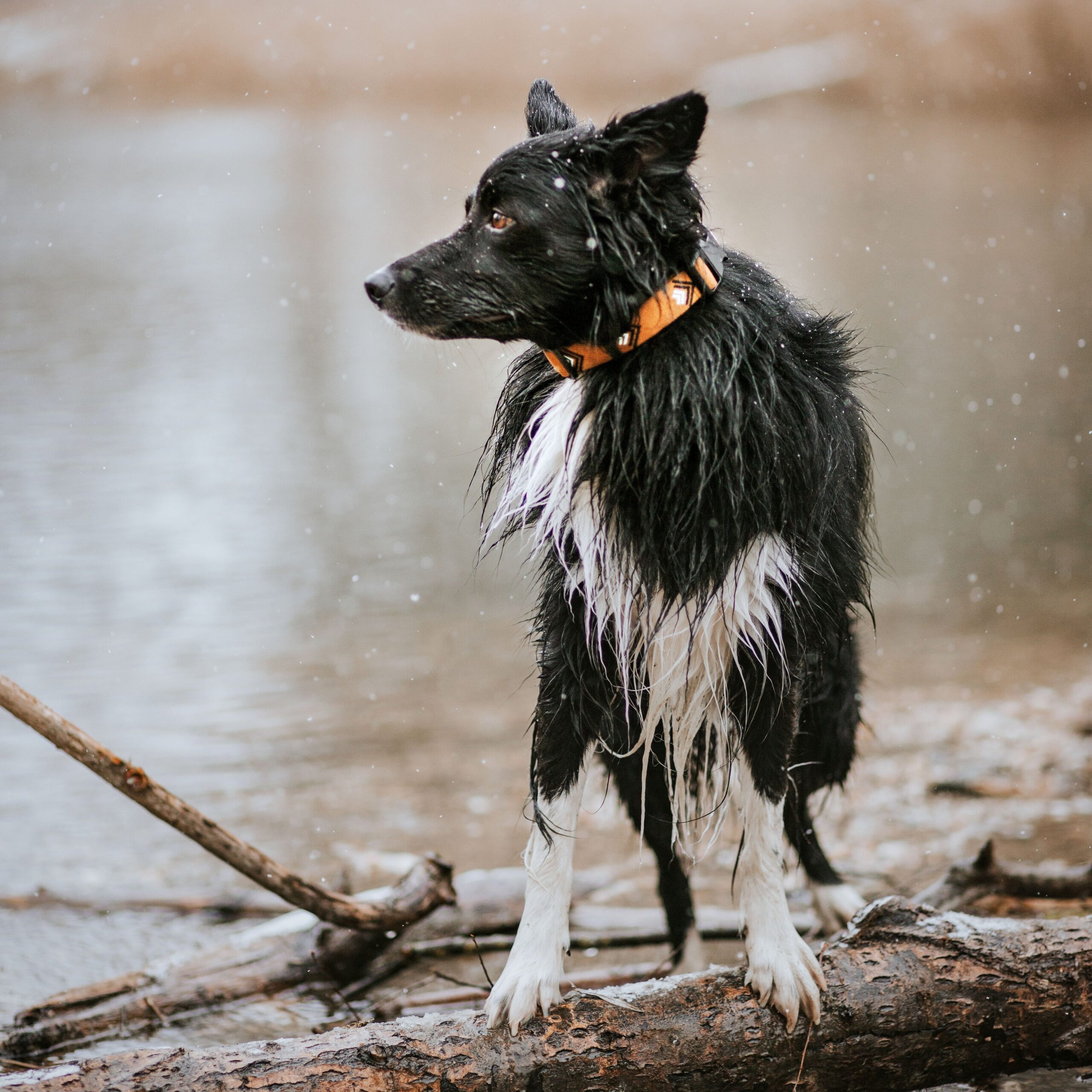 Sea to Summit Dog Collar - Afbeelding 4