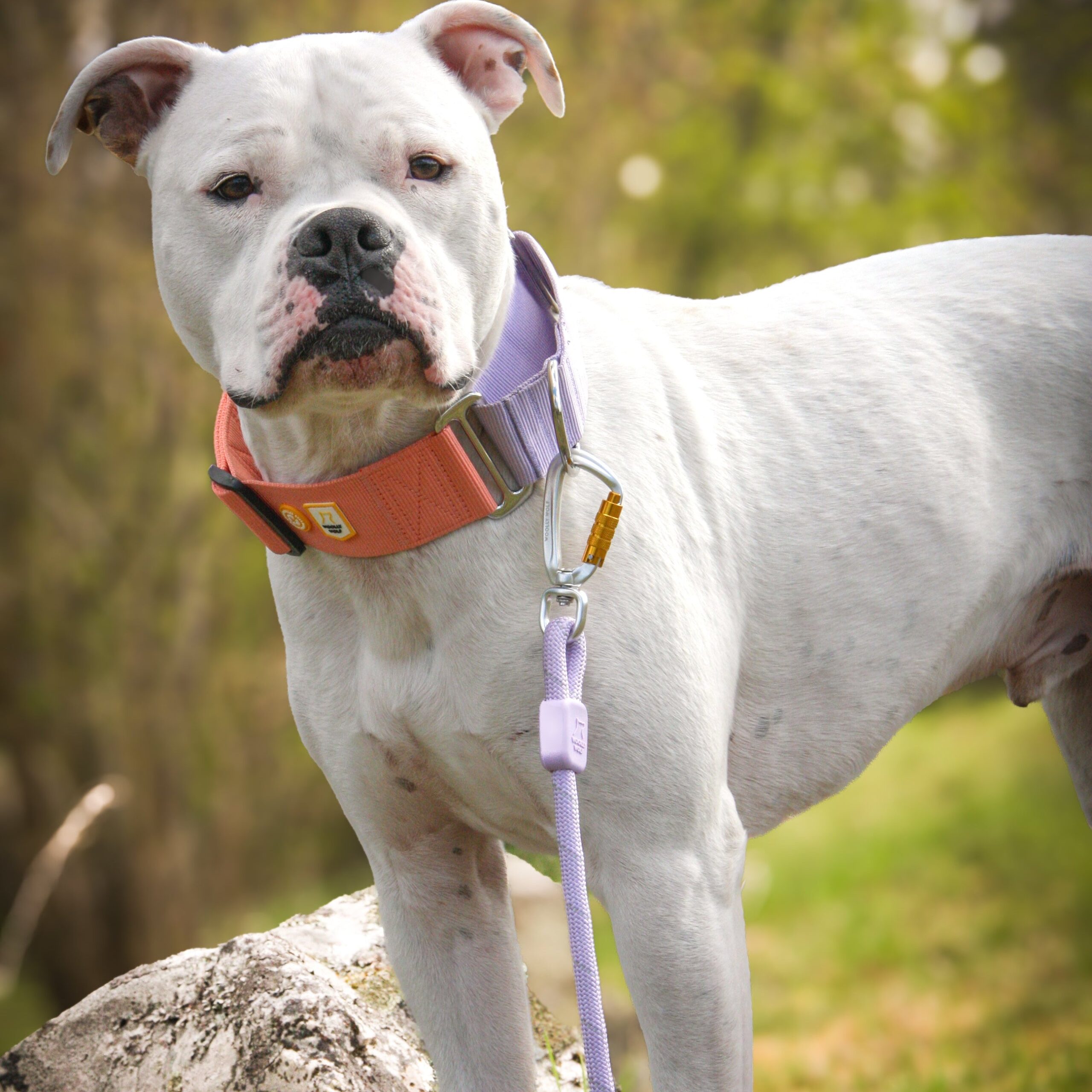Rope Dog Leash Lavender - Afbeelding 4