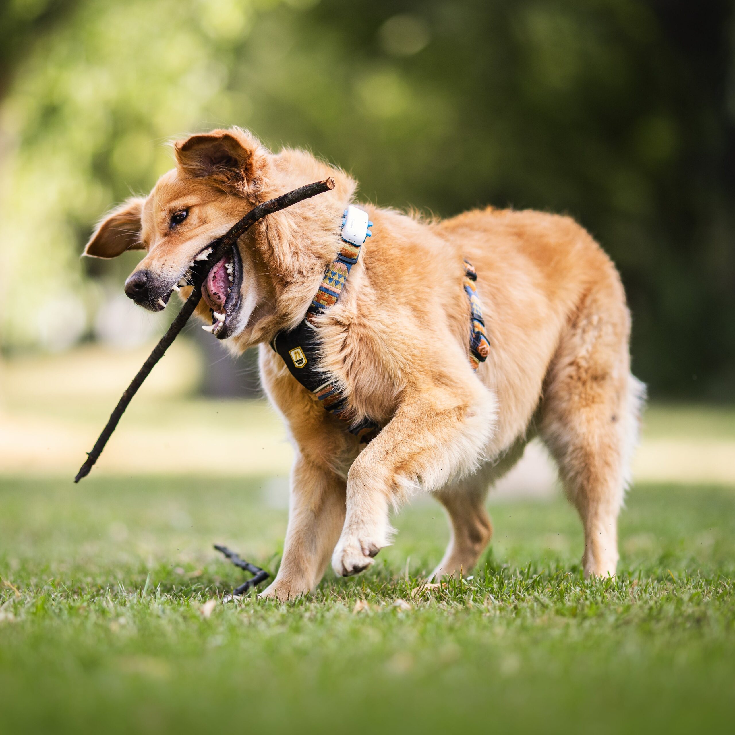 Nightless Night Dog Harness - Afbeelding 9