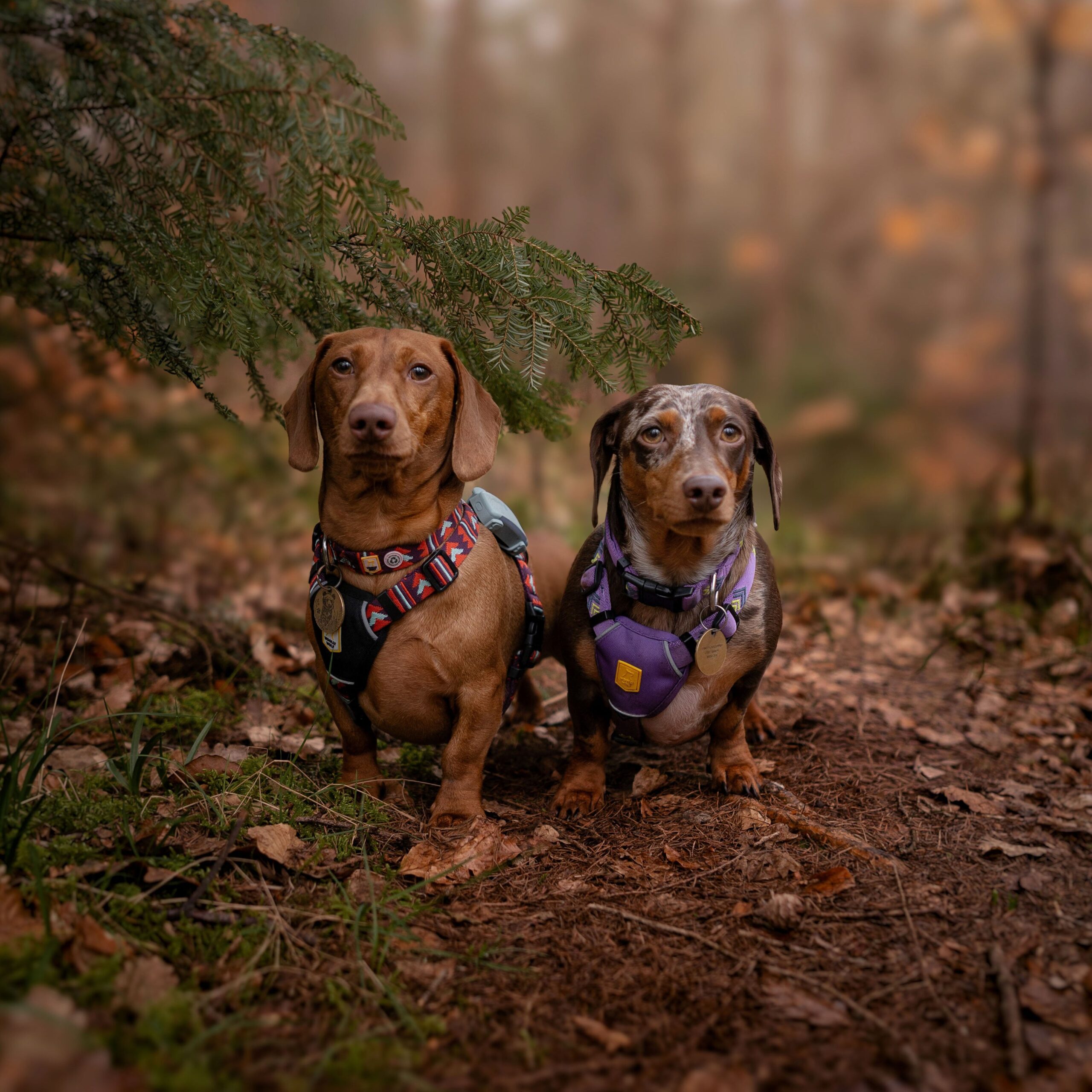 Polar Night Dog Harness - Afbeelding 2