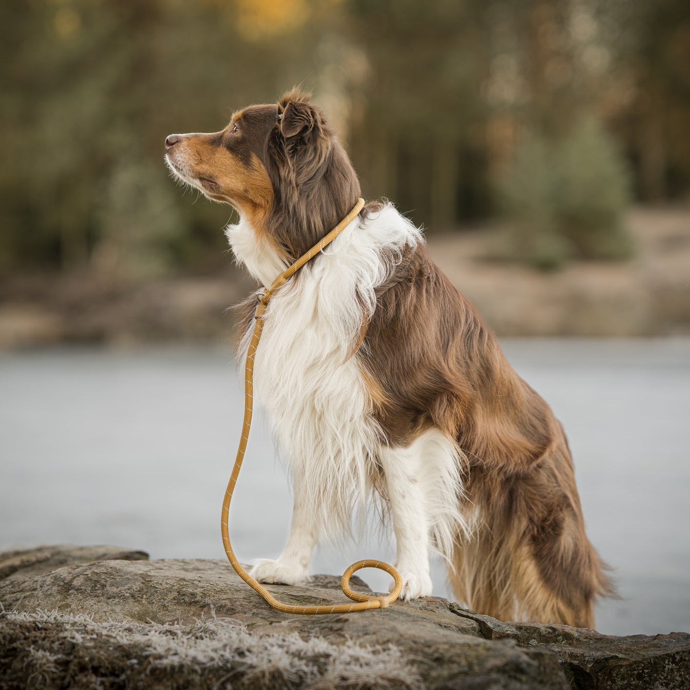 Retriever Leash Lavender - Afbeelding 2