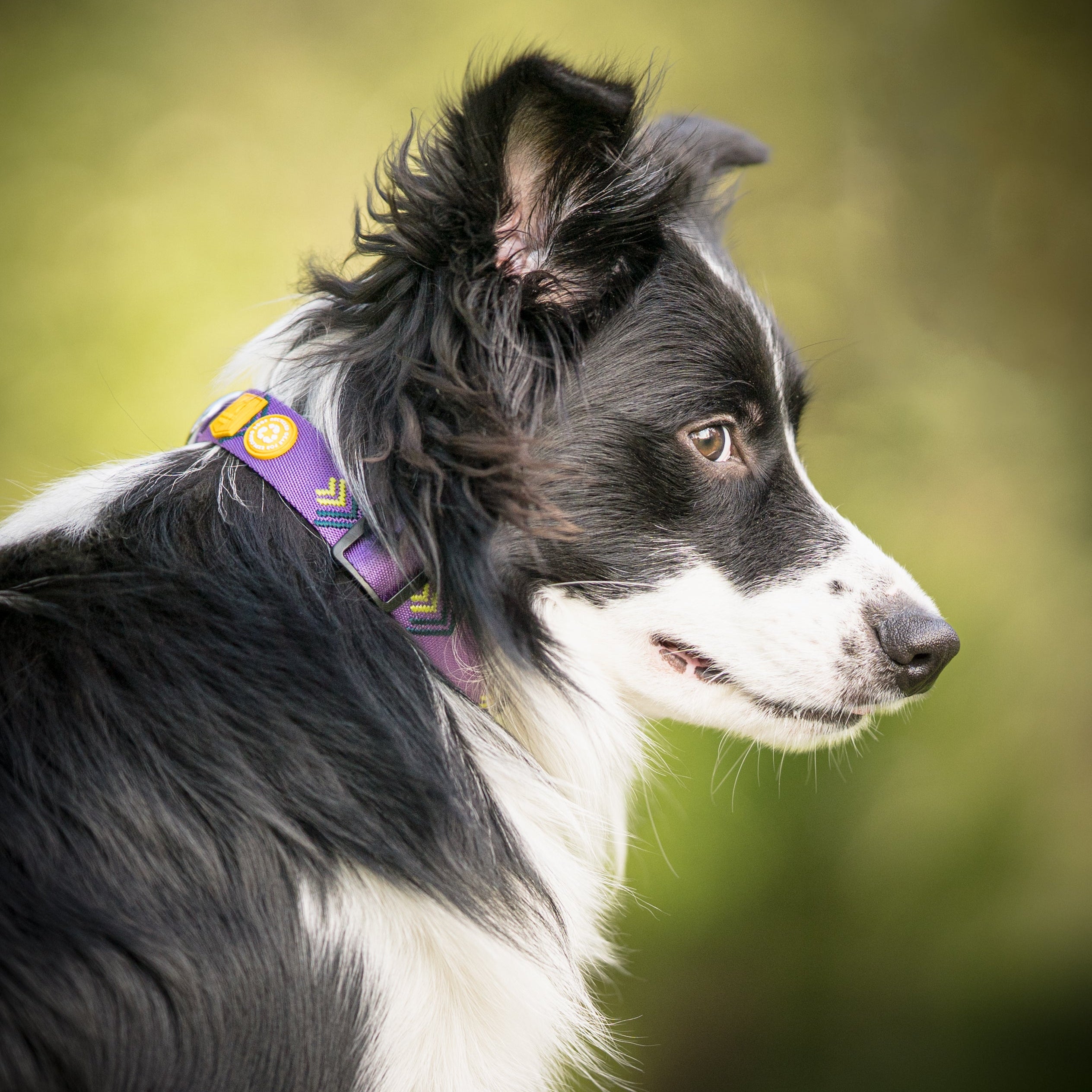 Northern Lights Dog Collar - Afbeelding 5