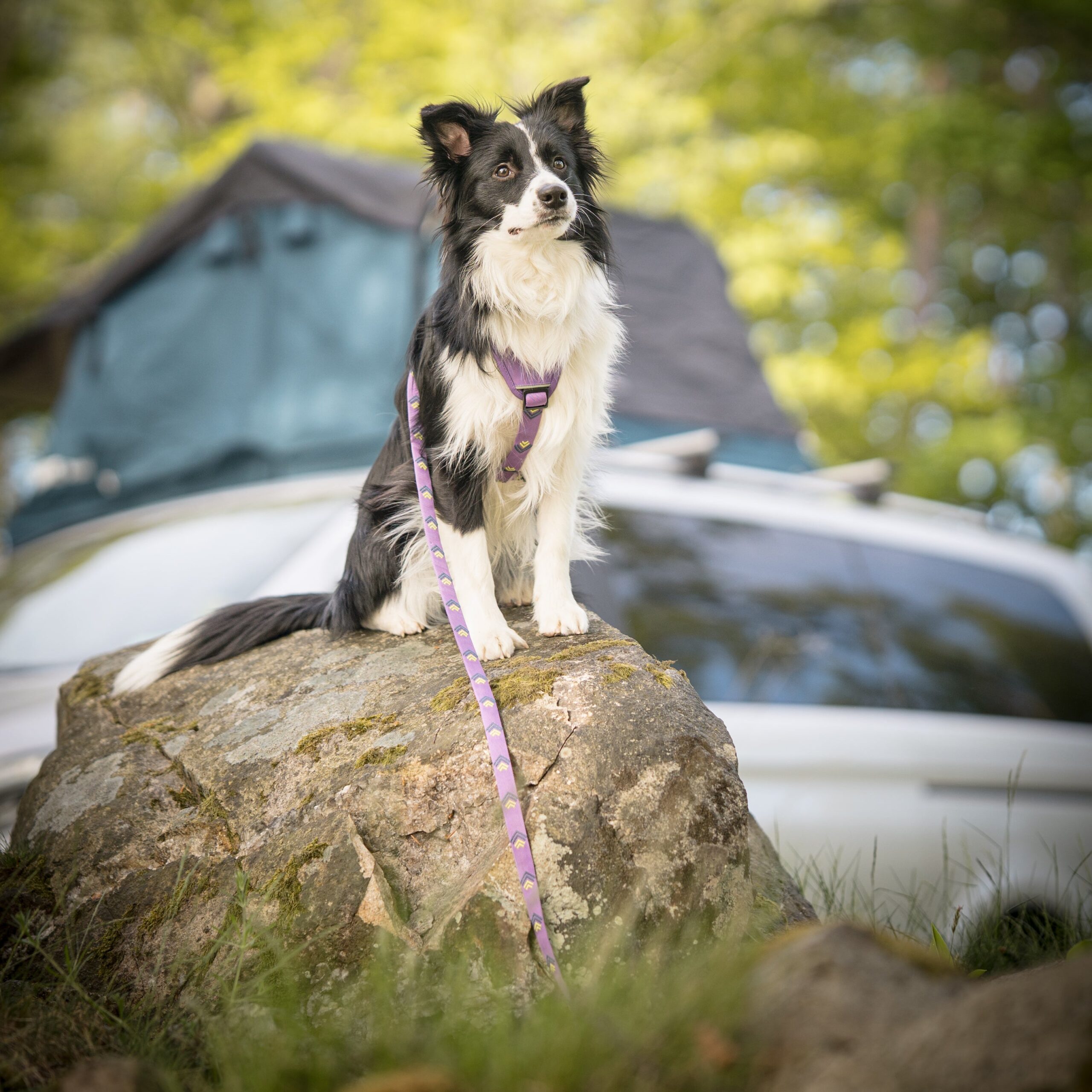 Northern Lights Dog Leash - Afbeelding 4