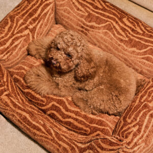 Ethnic sofa dog bed