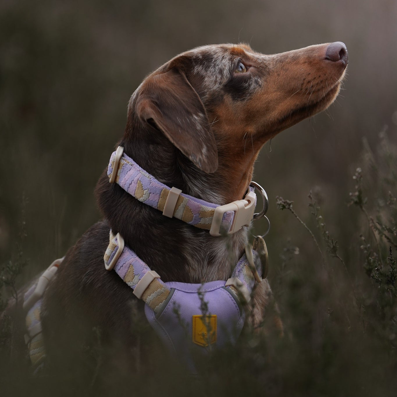 Sunshower Dog Collar - Afbeelding 2