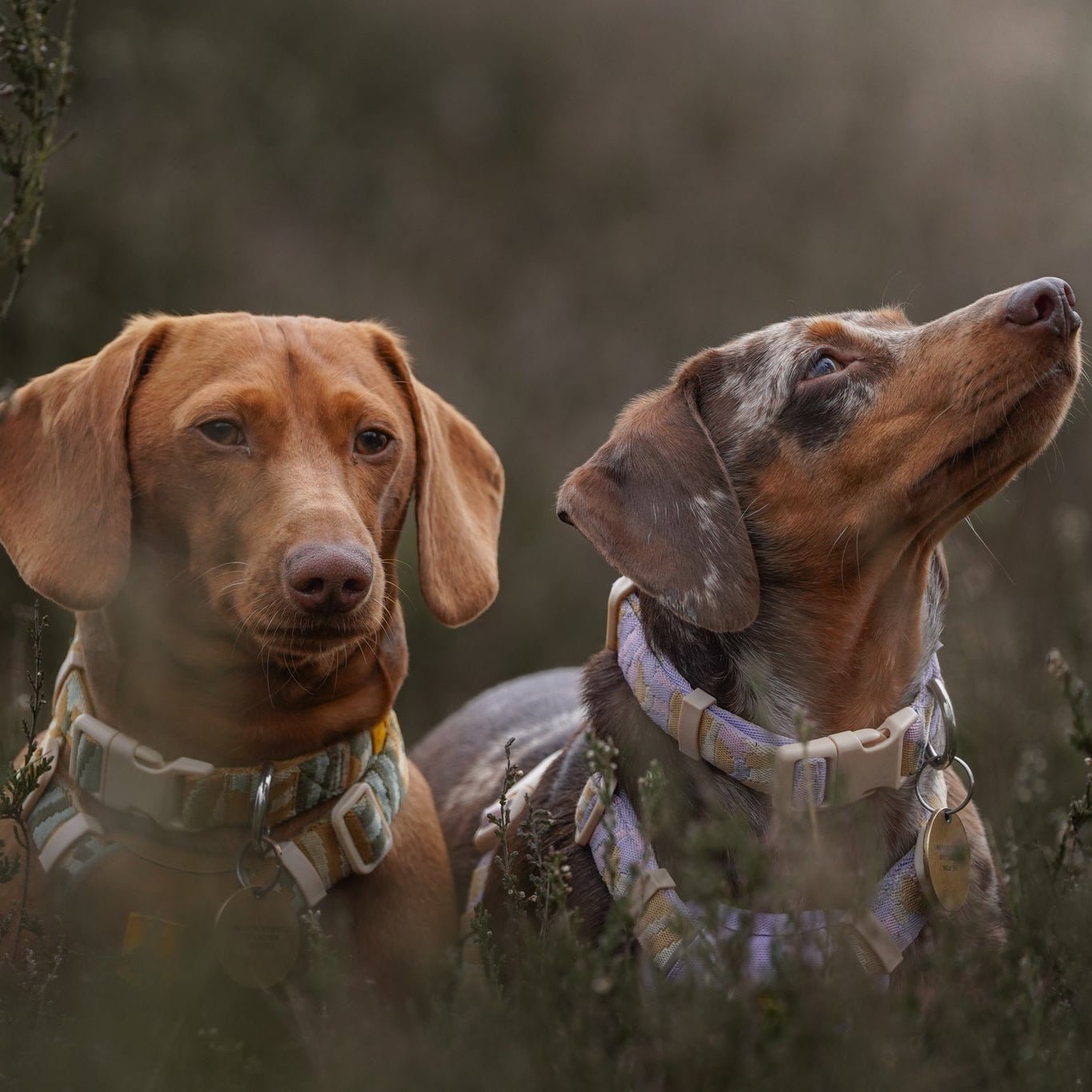 Sunshower Dog Collar - Afbeelding 3