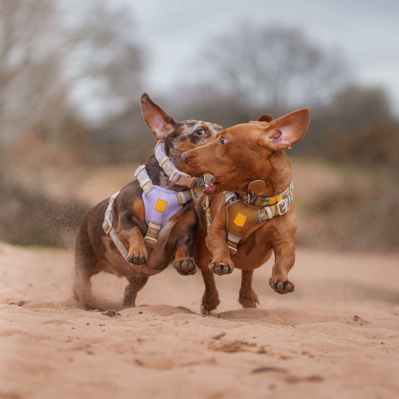 Sunshower Dog Harness - Afbeelding 4