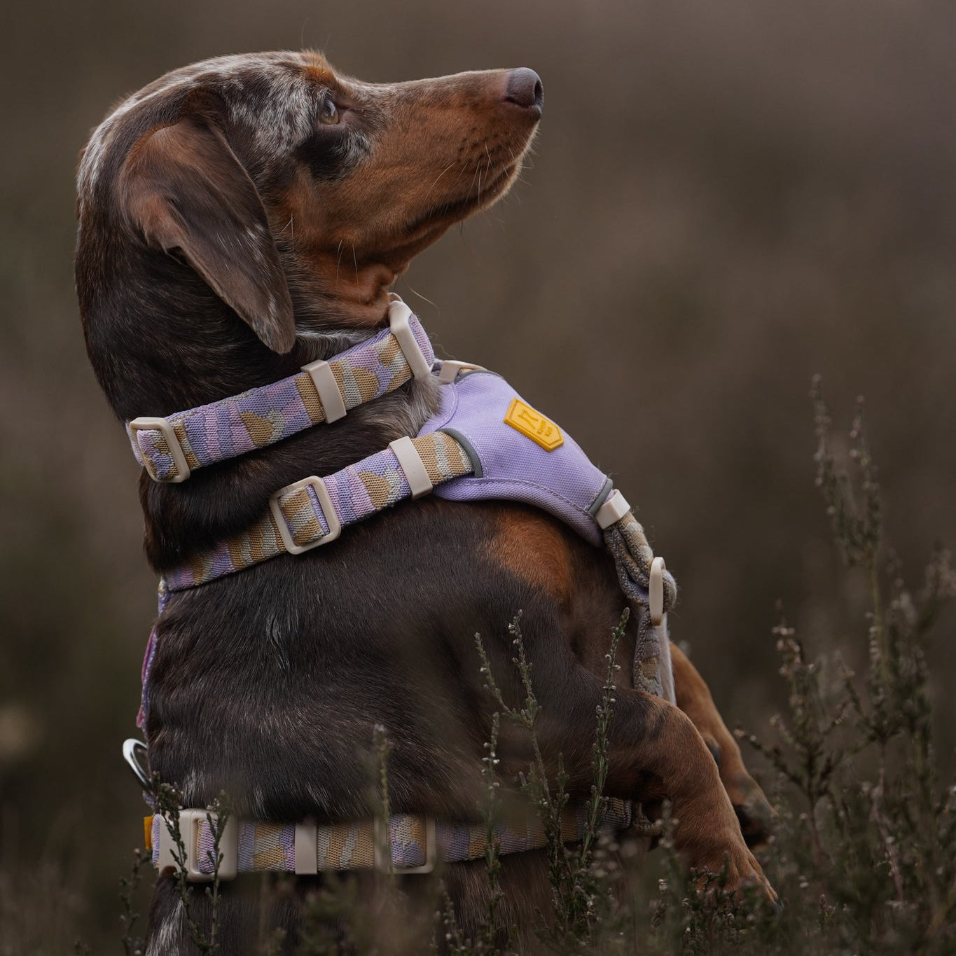 Sunshower Dog Harness - Afbeelding 8