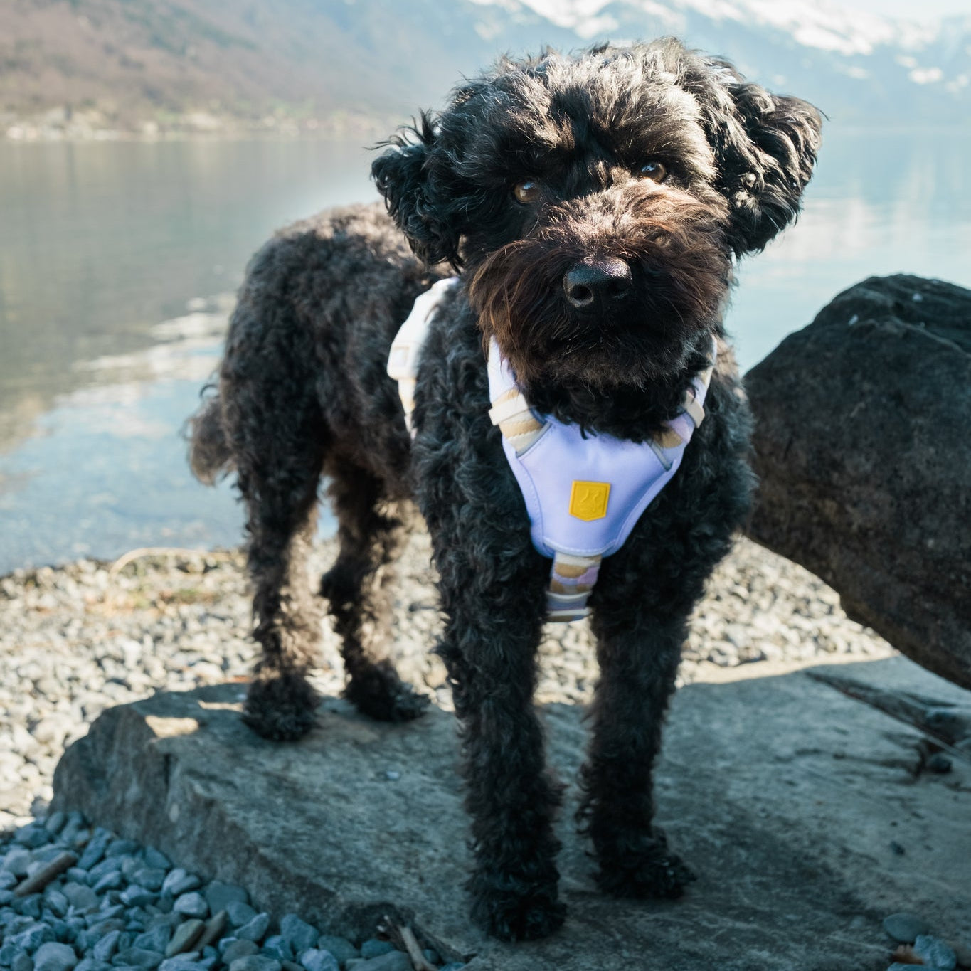 Sunshower Dog Harness - Afbeelding 6