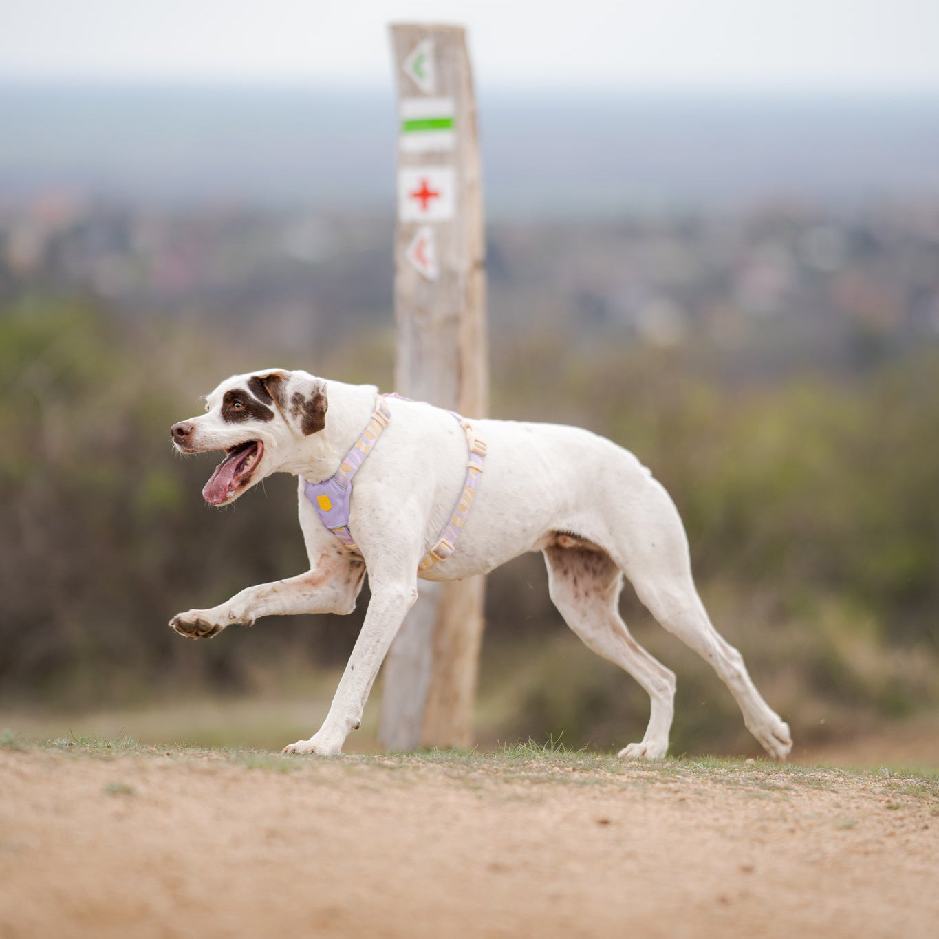 Sunshower Dog Harness - Afbeelding 9