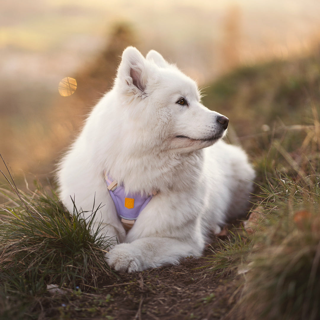 Sunshower Dog Harness - Afbeelding 7