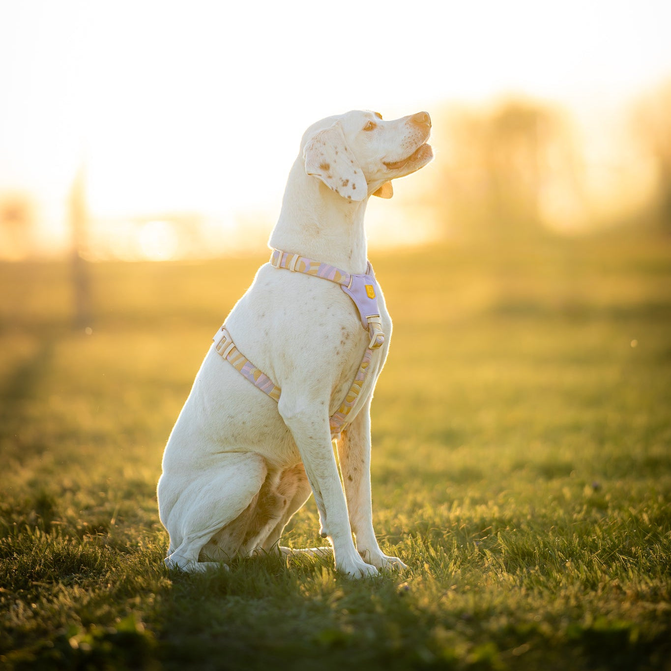 Sunshower Dog Harness - Afbeelding 5