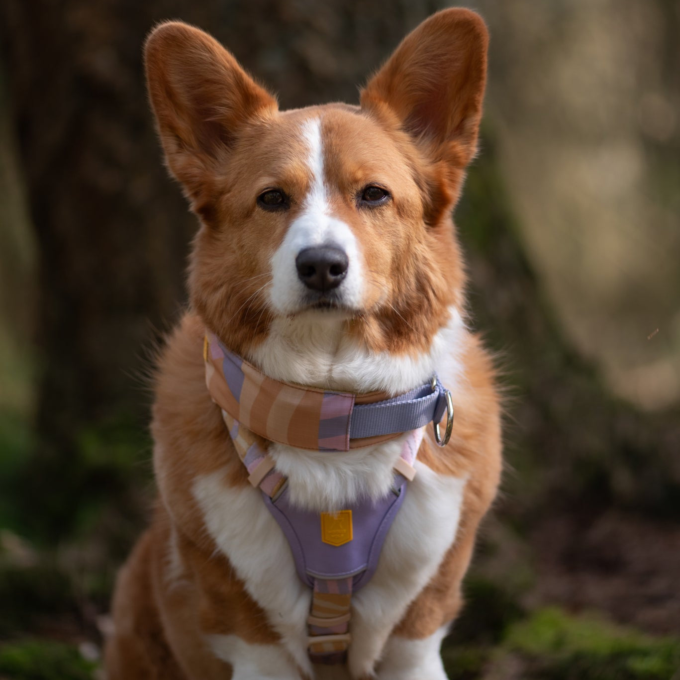 Sunshower Dog Harness - Afbeelding 10