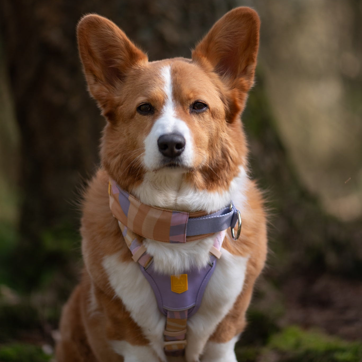 Sunshower Soft Martingale Collar - Afbeelding 6