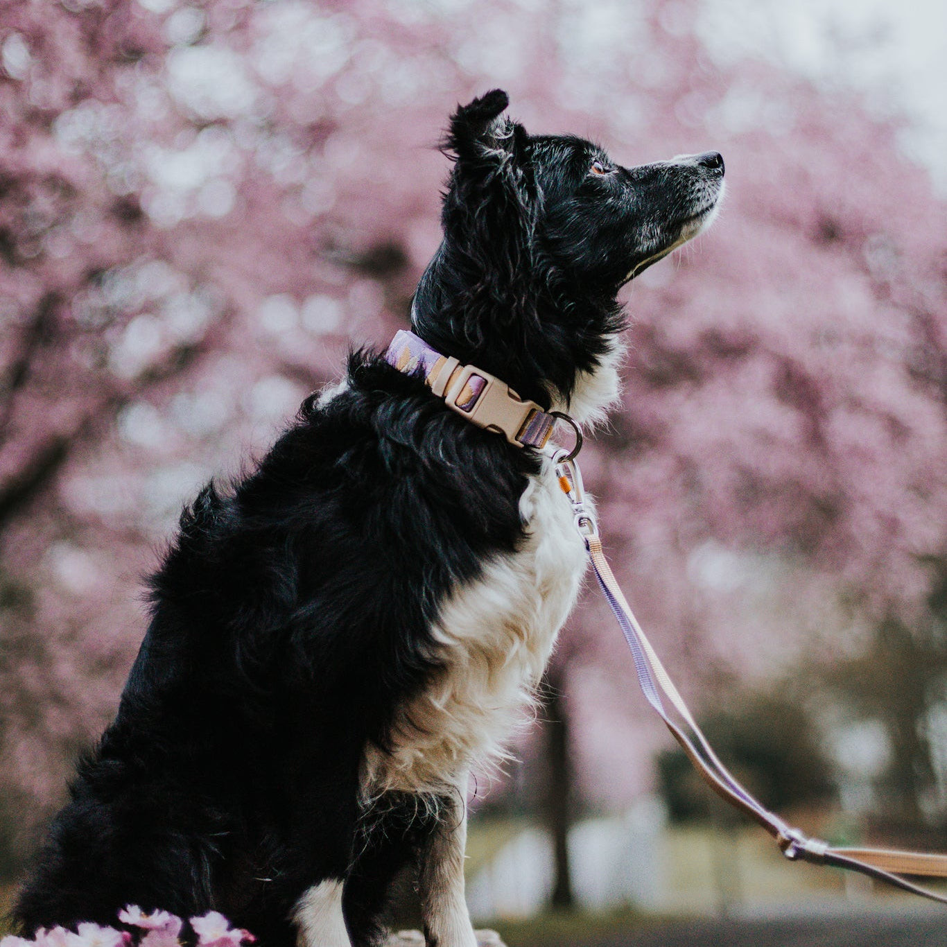 Sunshower Dog Collar - Afbeelding 4