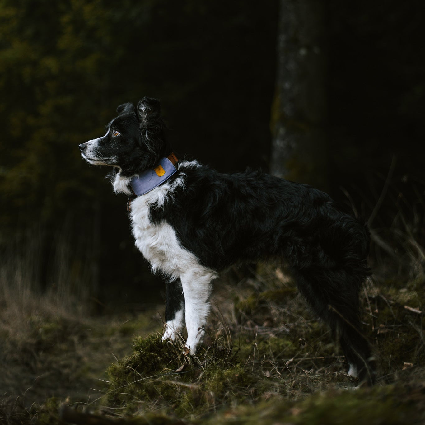 Alpha 360 Dog Collar Lavender - Afbeelding 7