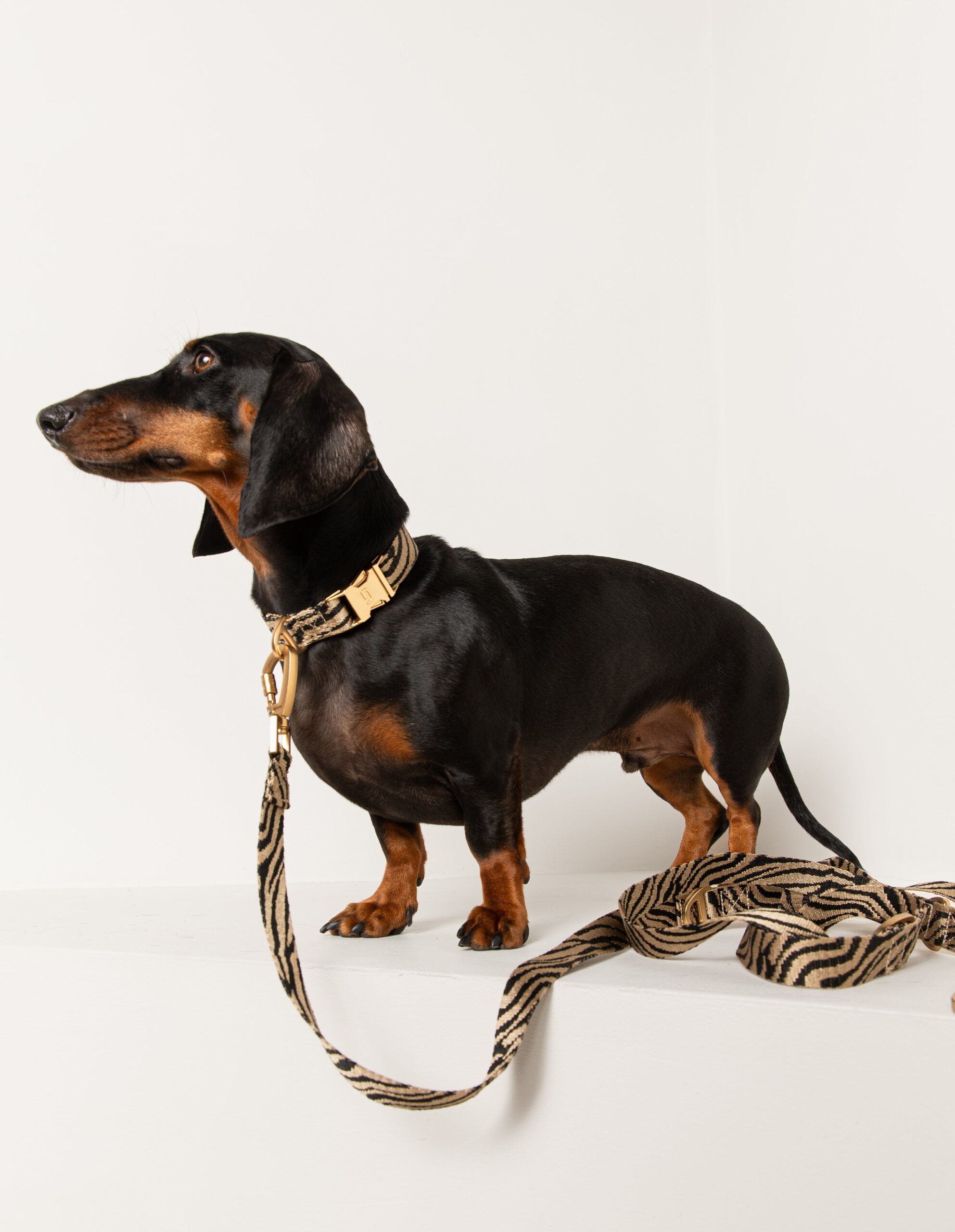 Zebra leash - Afbeelding 3