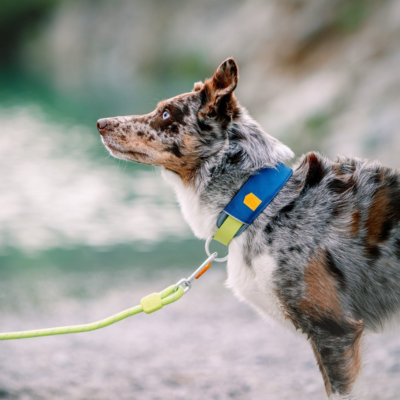 Alpha 360 Dog Collar Deep Teal - Afbeelding 2