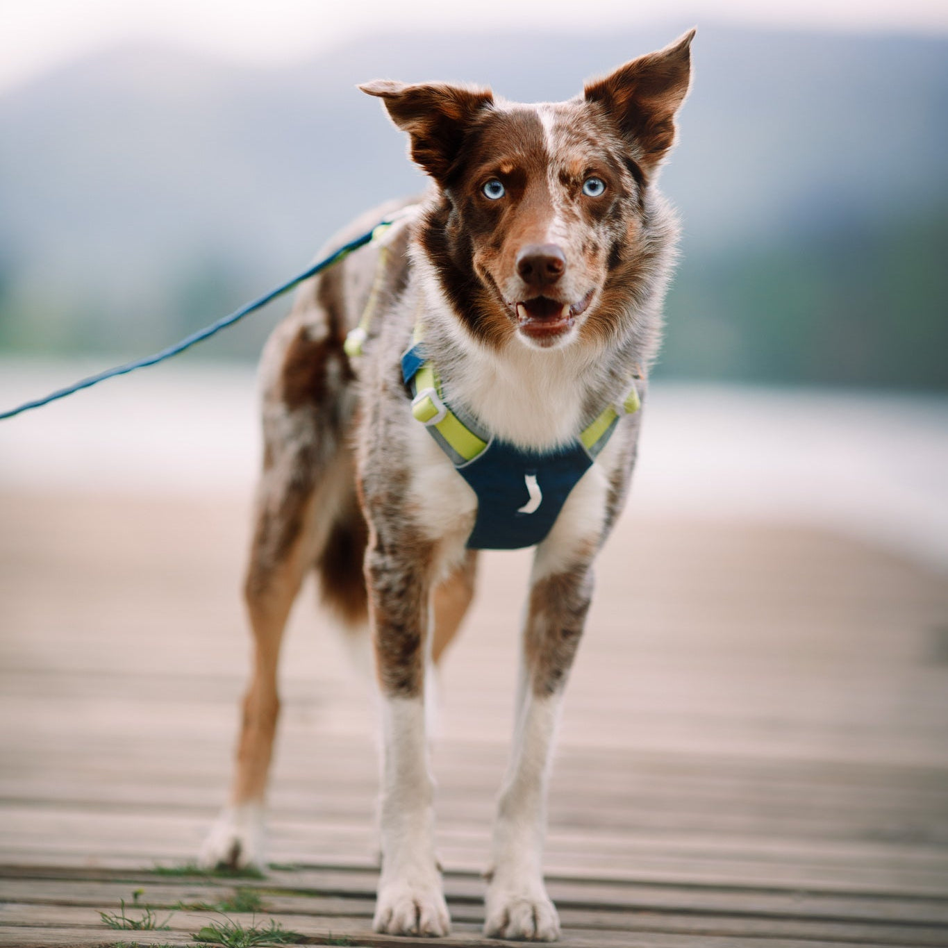 Alpha 360 Dog Harness Deep Teal - Afbeelding 5