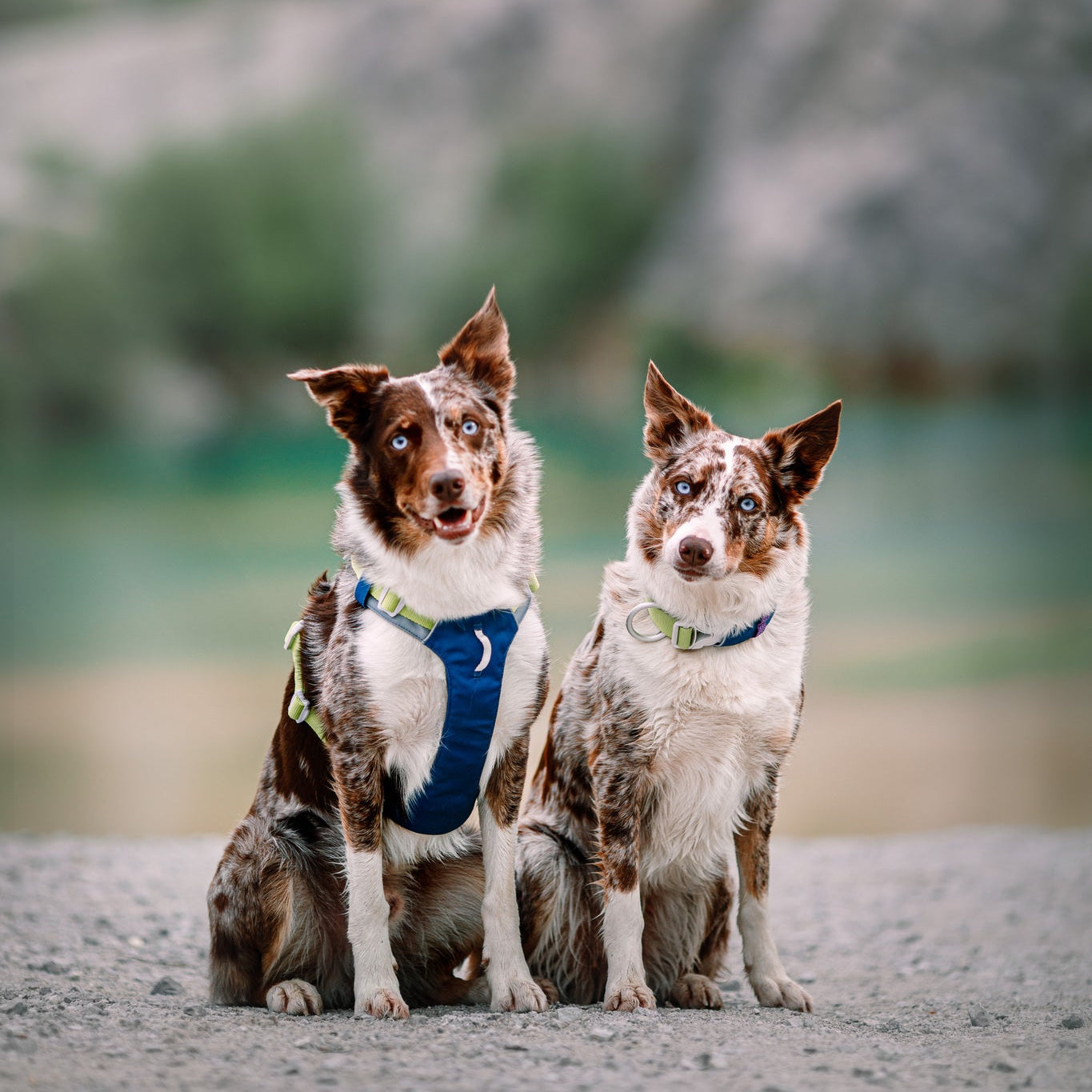 Alpha 360 Dog Harness Deep Teal - Afbeelding 6